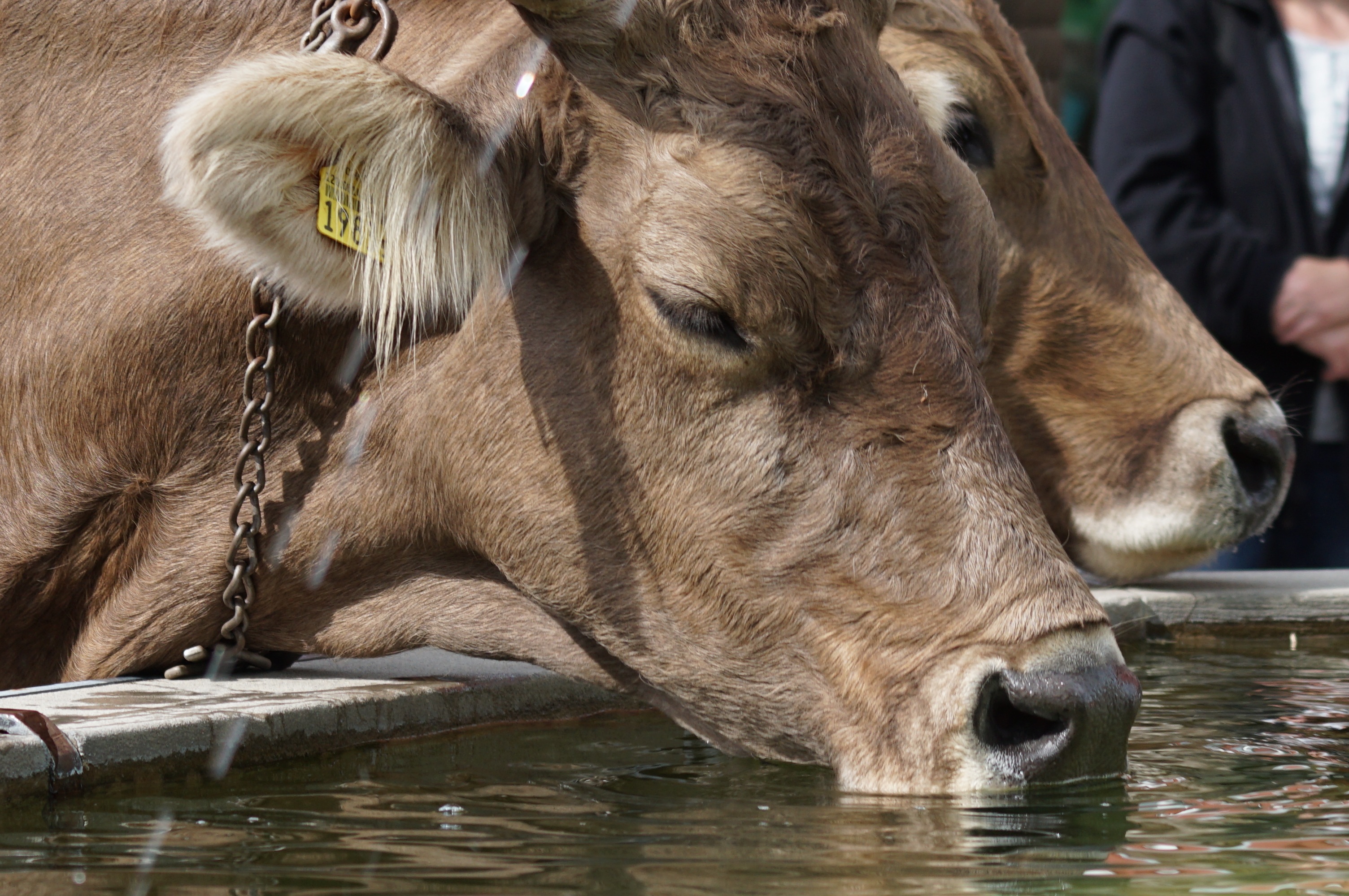 Корова плохо пьет. Корова. Коровы на водопое. Корова пьет воду. Водопой КРС.