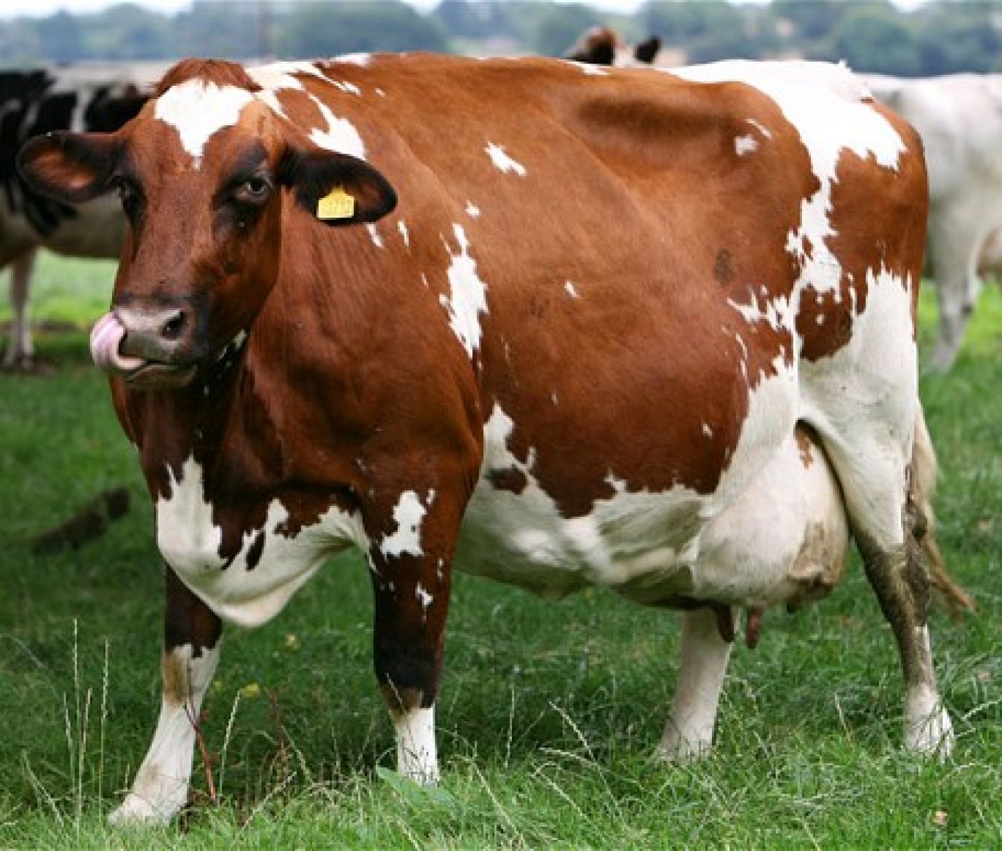 Купить корову в нижегородской. Айрширская порода КРС. Айрширская порода бык. Айрширская молочная корова. Племзавод КРС айрширская порода.