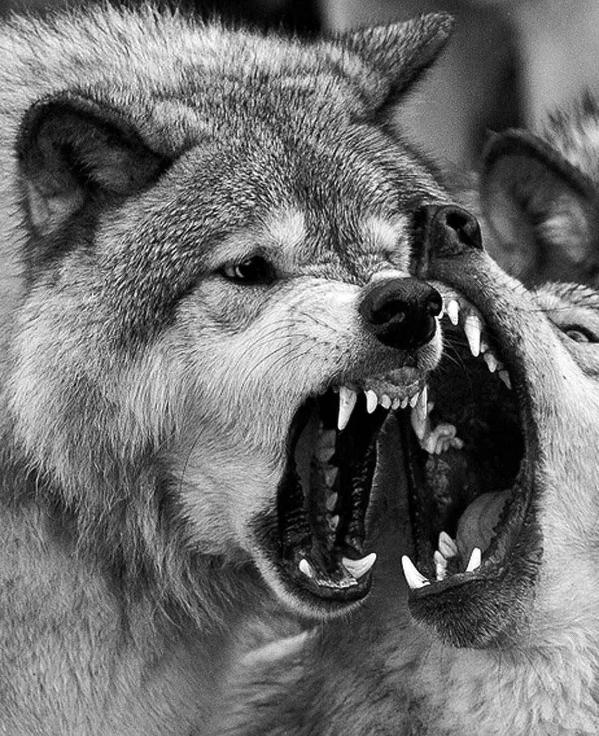 Злой оскал. Оскал волка. Злой волк. Злой оскал волка.
