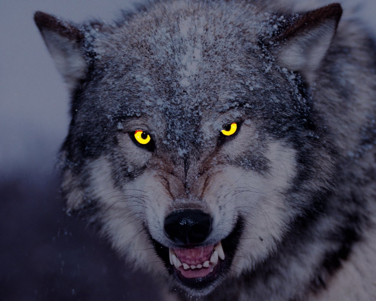 Злой оскал. Злой волк. Волчий оскал. Волк скалится. Морда волка.