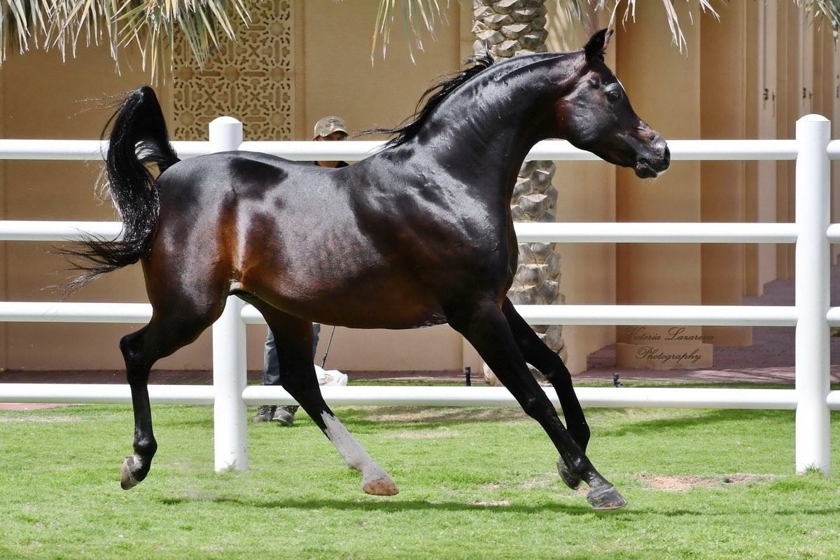 Самые дорогие коне. Арабская Скаковая порода лошадей. Лошадь арабский скакун Мустанг. Лошади породы арабская чистокровная. Арабская чистокровная лошадь Вороная.
