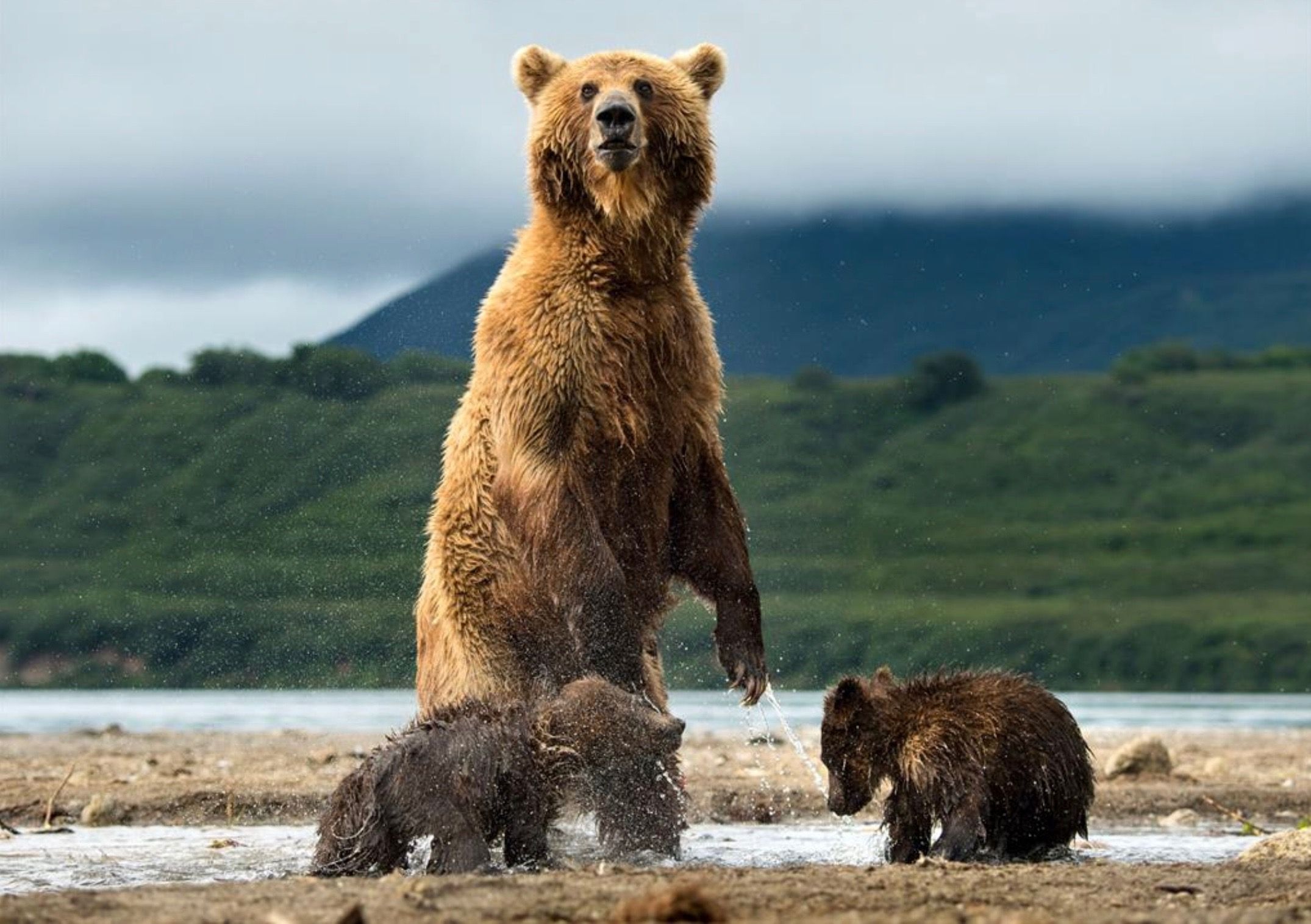 Где живет камчатский медведь. Бурый медведь Камчатки. Камчатский бурый медведь. Бурый медведь Камчатский медведь. Камчватскийбурый медведь.