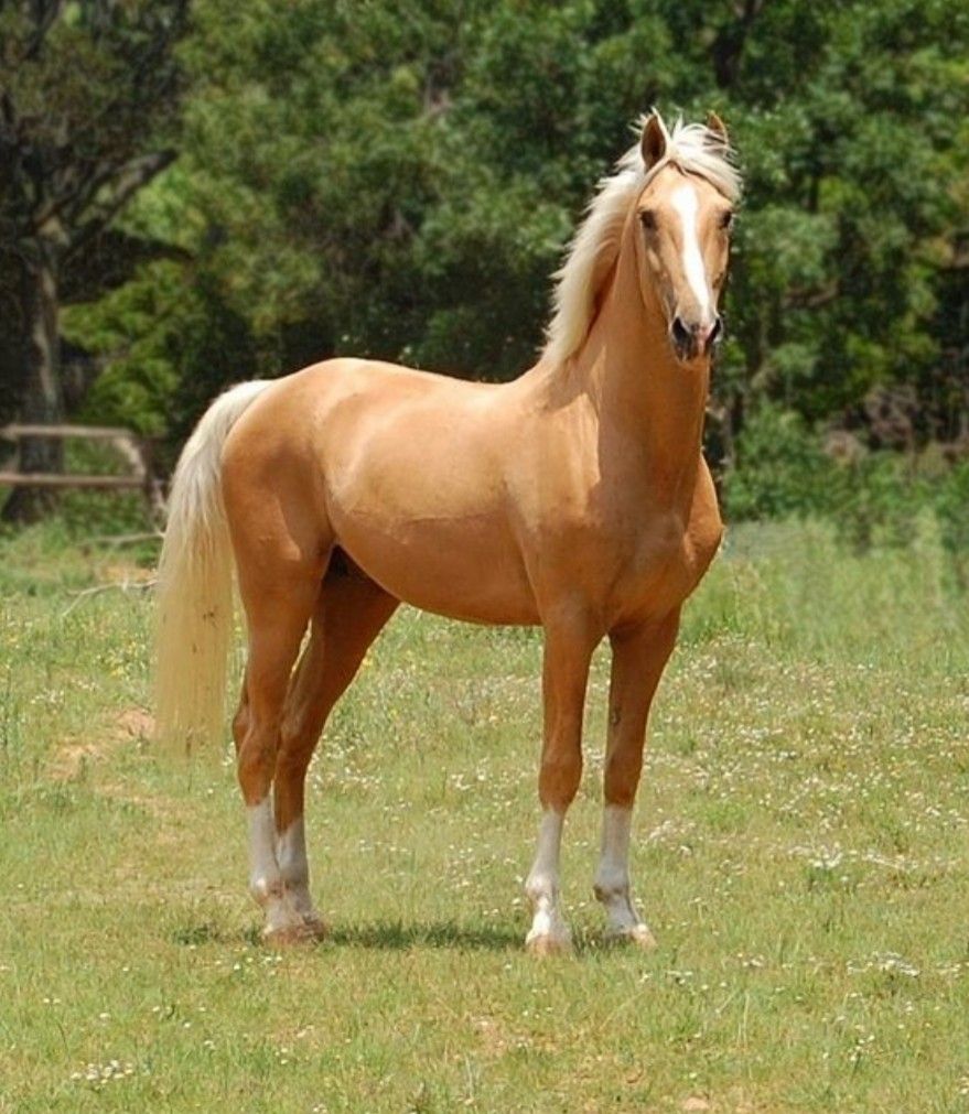 Светло коричневая лошадь