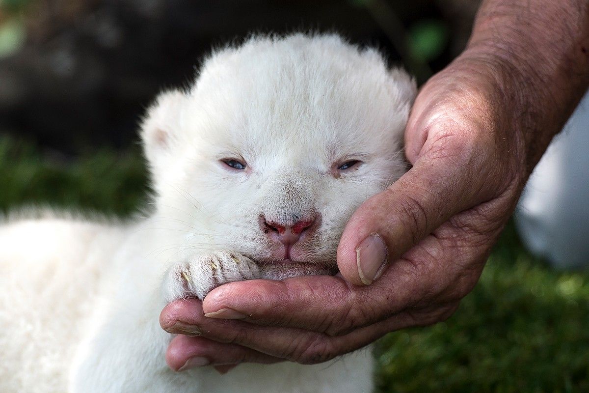 Гибель животных альбиносов в дикой природе. Коала альбинос. Альбинос Панда альбинос. Гризли альбинос. Белый медведь альбинос.