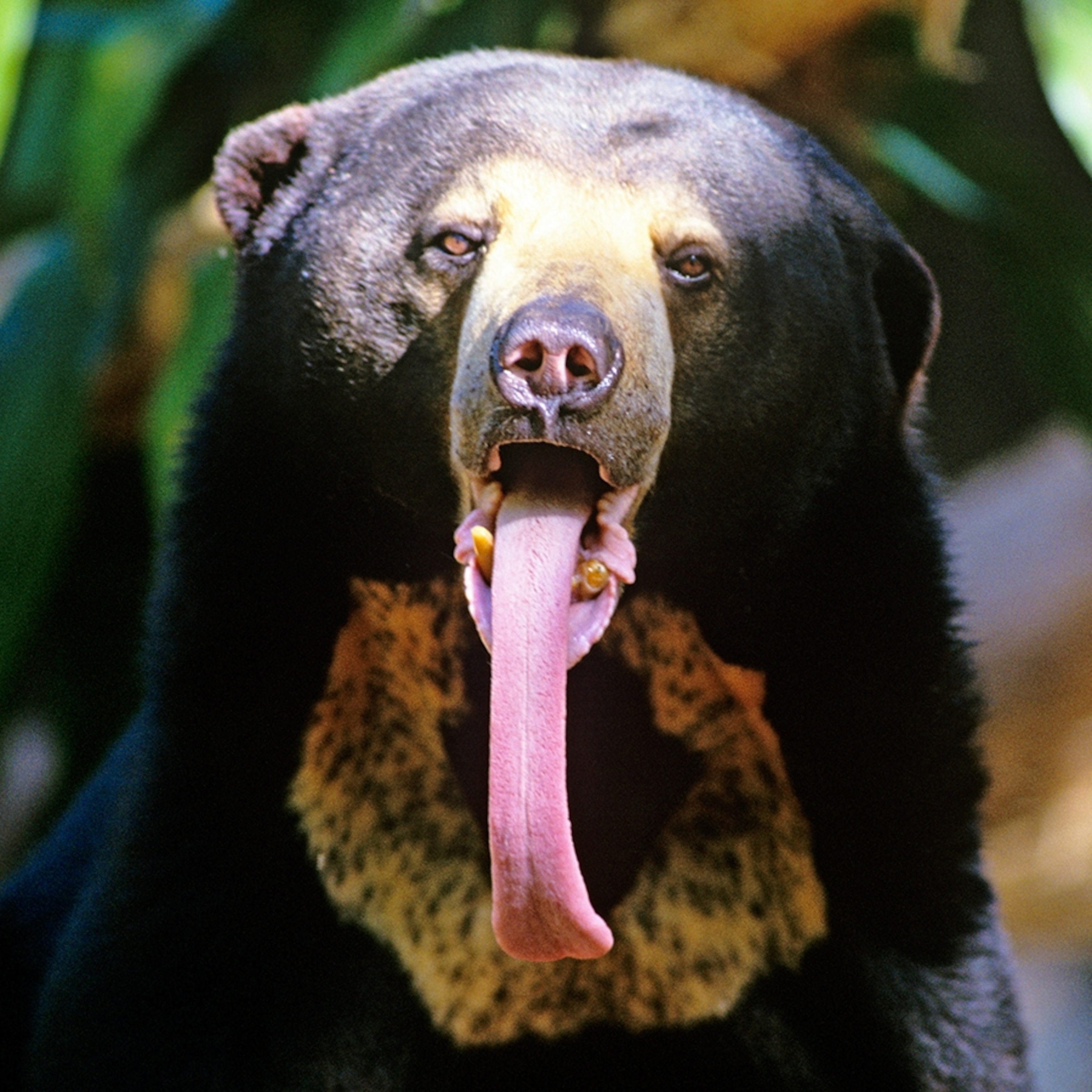 Включи язык зверей. Малайский медведь бируанг. Малайский медведь или бируанг. Малайский медведь ареал обитания. Малайский медведь фауна Юго-Восточной Азии.