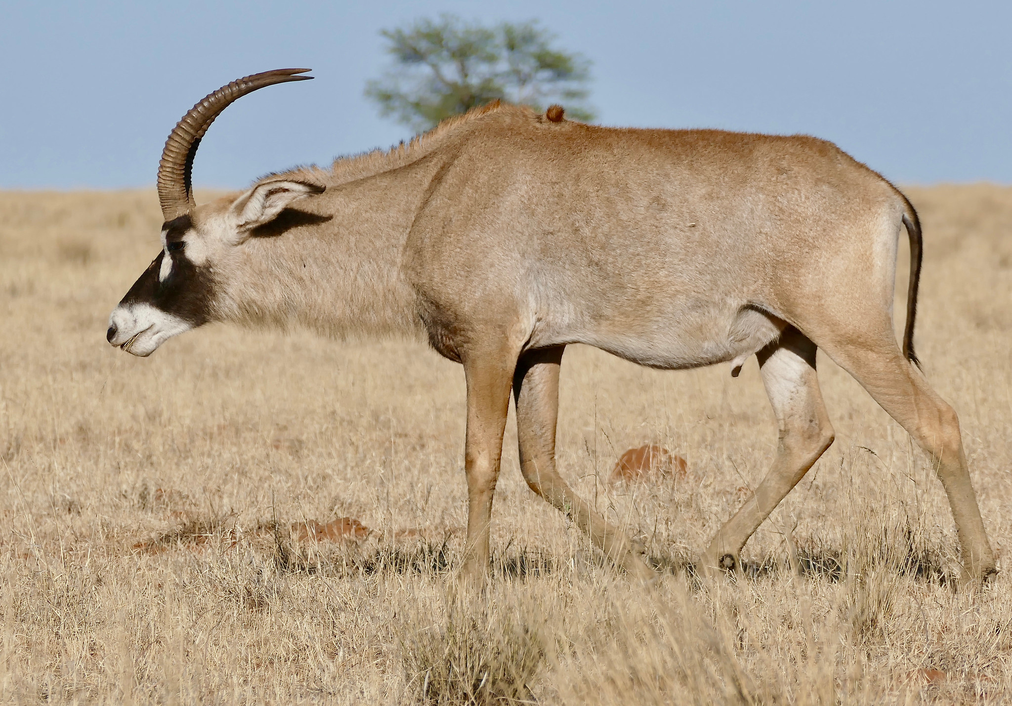 Саблерогая антилопа из африки. Саблерогая антилопа. Антилопа нильгау. Лошадиная антилопа. Megalotragus.