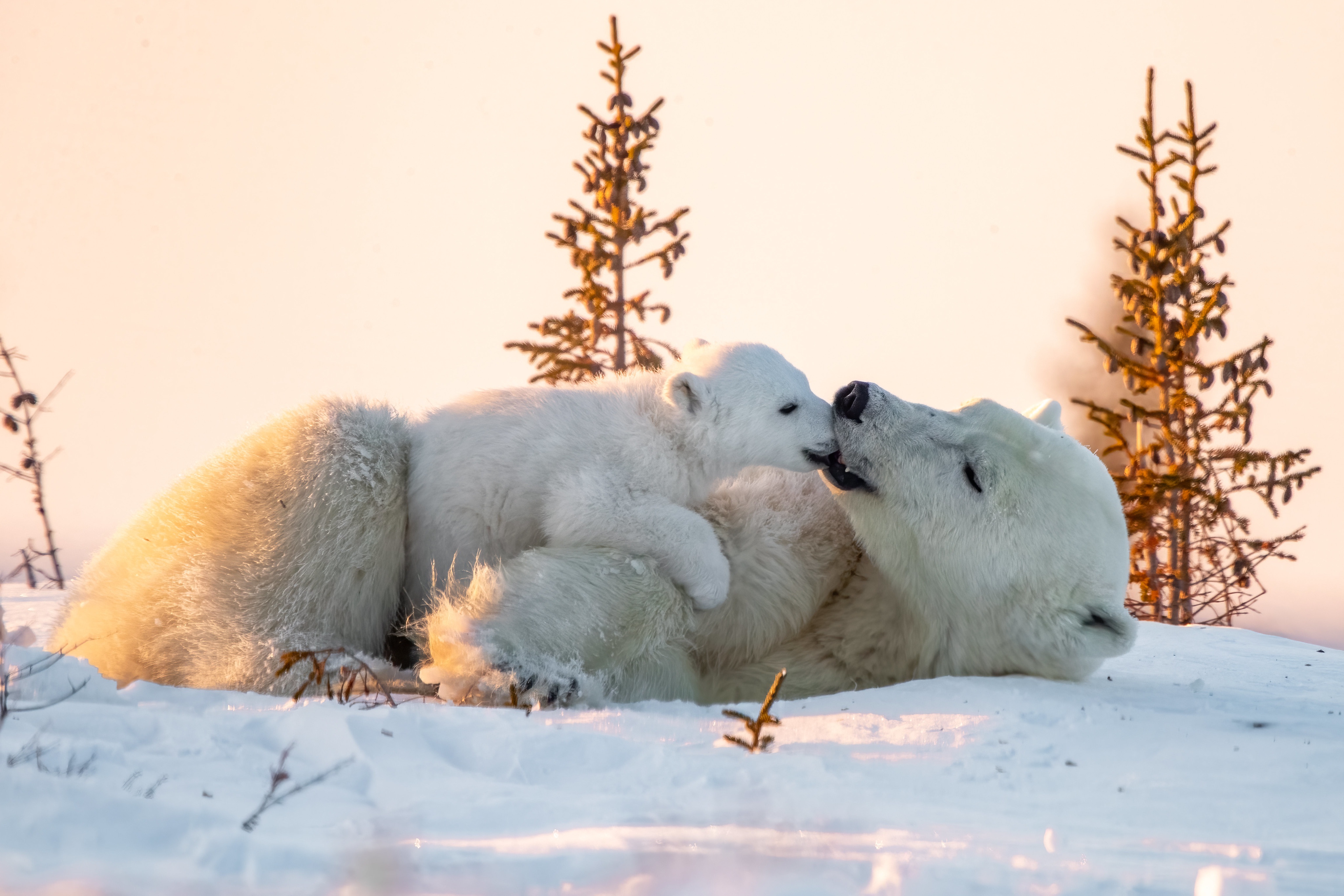 Буран и медвежата. Белый медведь. Зимние животные. Белый медведь с медвежатами. Полярный медведь.