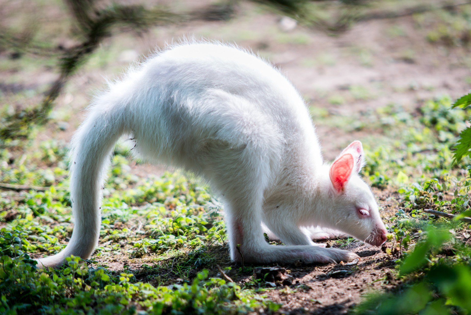 В дикой природе мыши с альбинизмом. Валлаби альбинос. Кенгуру альбинос. Кенгуренок альбинос. Кенгуру-альбинос Алиса.