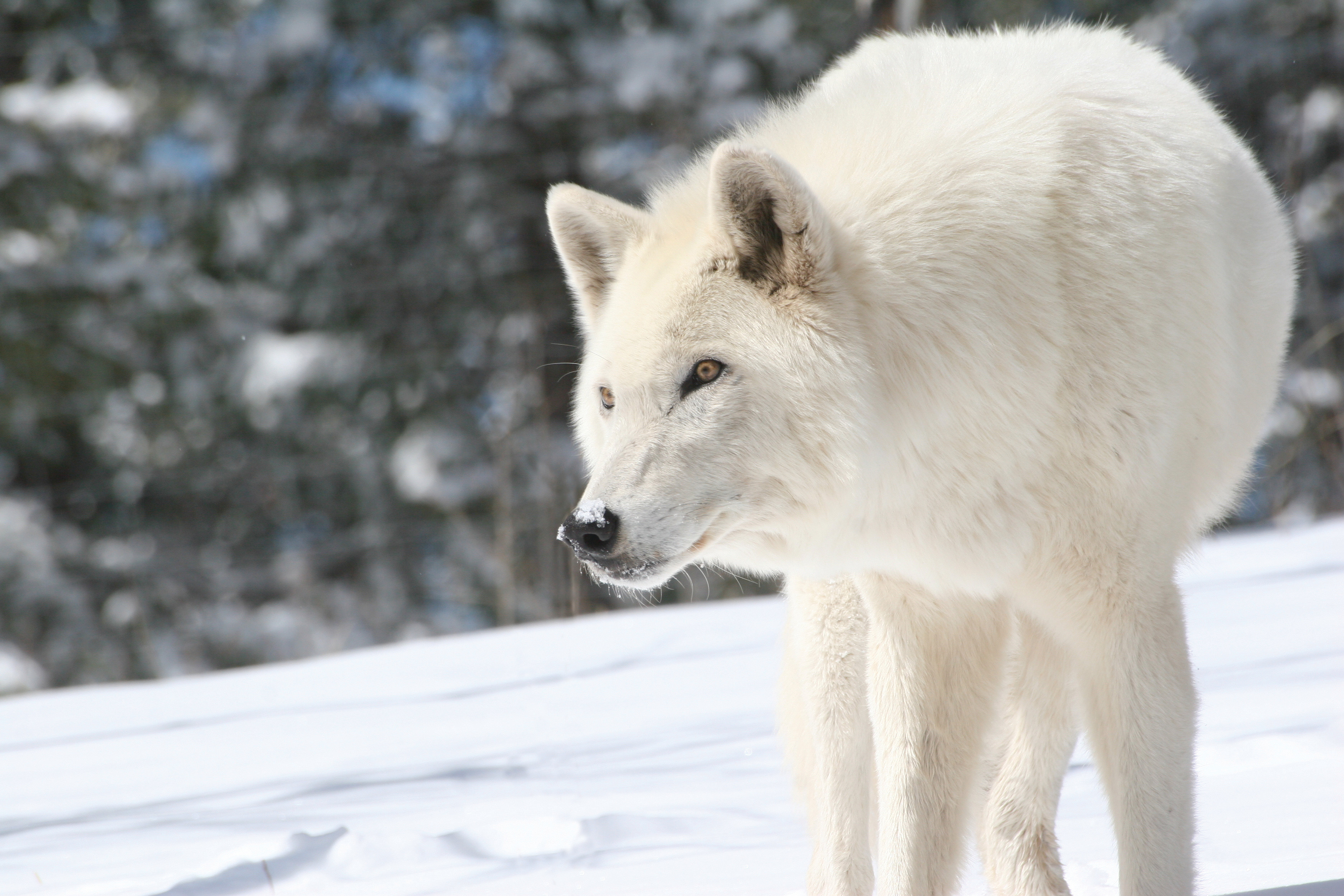 Слушать волк 1. Мелвильский островной волк. Арктический волк. Белый Полярный волк. Белый волк Шория.
