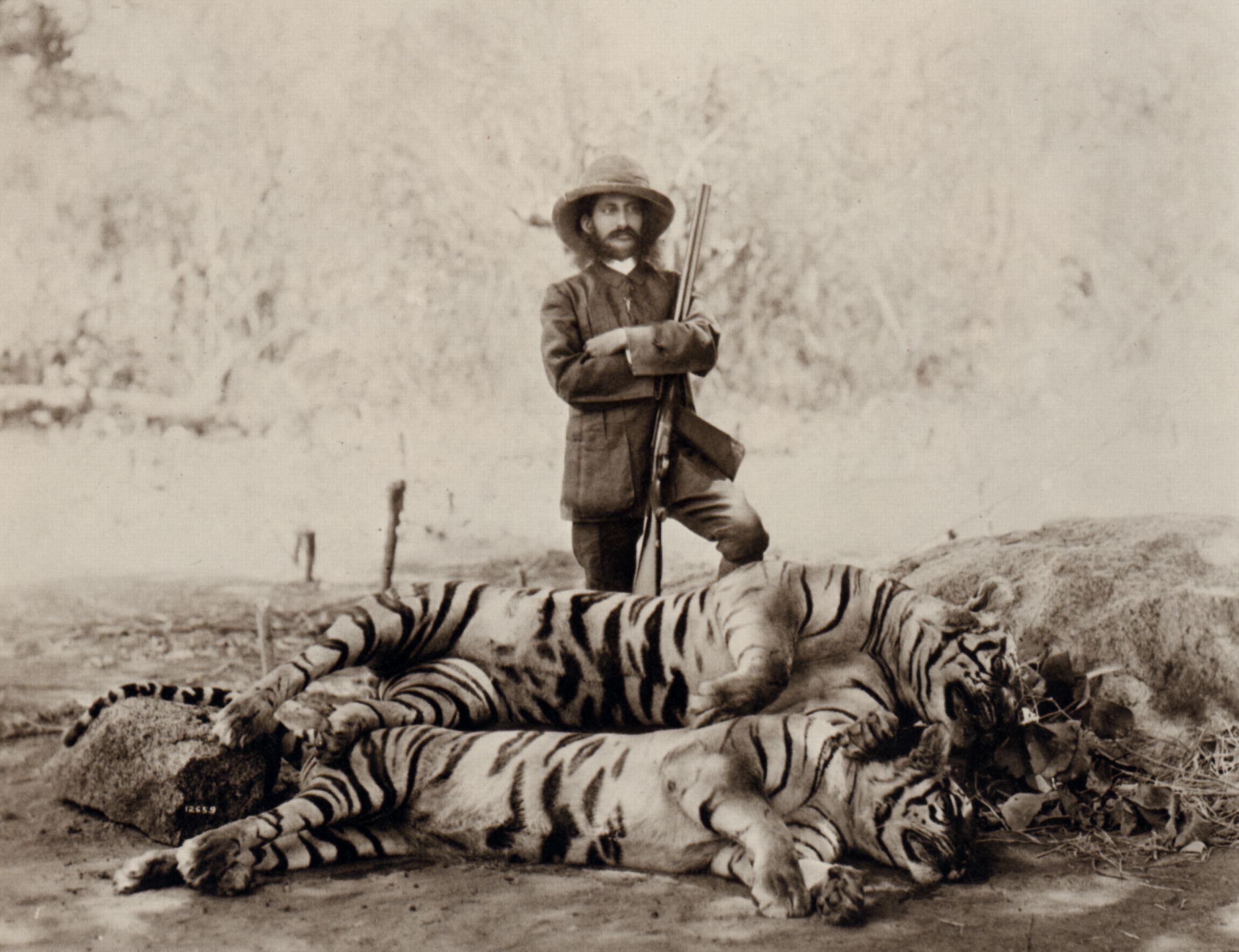 Тигр людоед. Чампаватская тигрица людоед. Чампаватская людоедка. Чампаватская тигрица Непал 1911 год. Джим Корбетт Чампаватская тигрица.