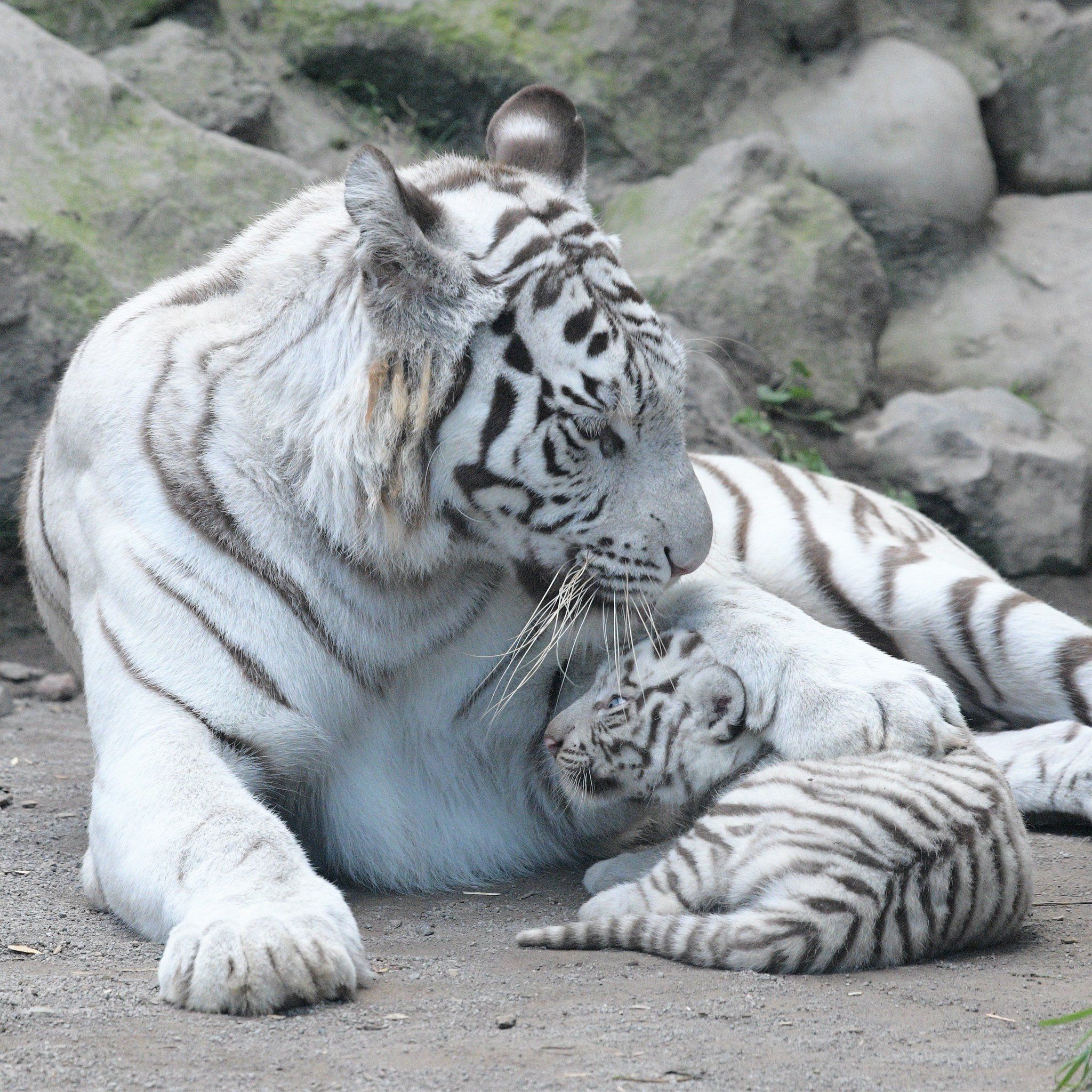 Бенгальские тигры пенза. Белый бенгальский тигр. Белый тигр и бенгальский тигр. Амурский тигр белый. Уссурийский тигр белый.