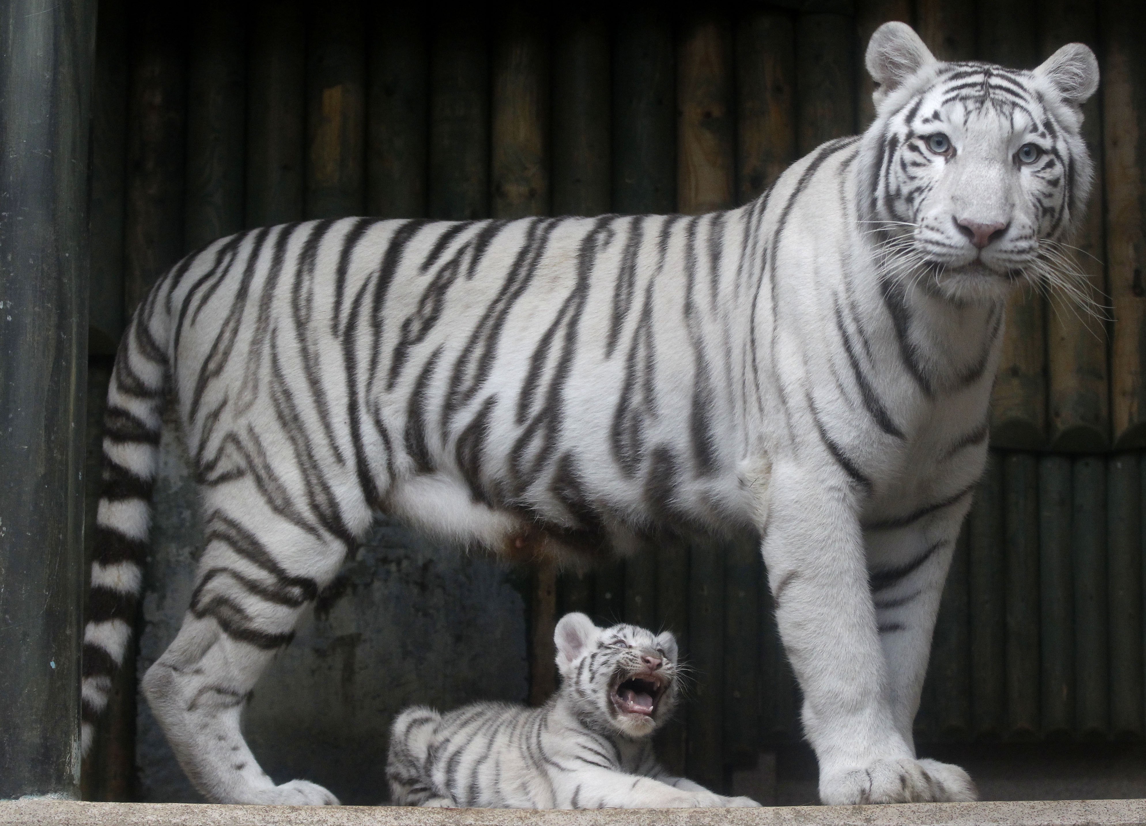 Бенгальские тигры пенза. Бенгальский тигр. Белый бенгальский тигр. Бенгальский длинно пенесный тигр. Бенгальский тигр альбинос.