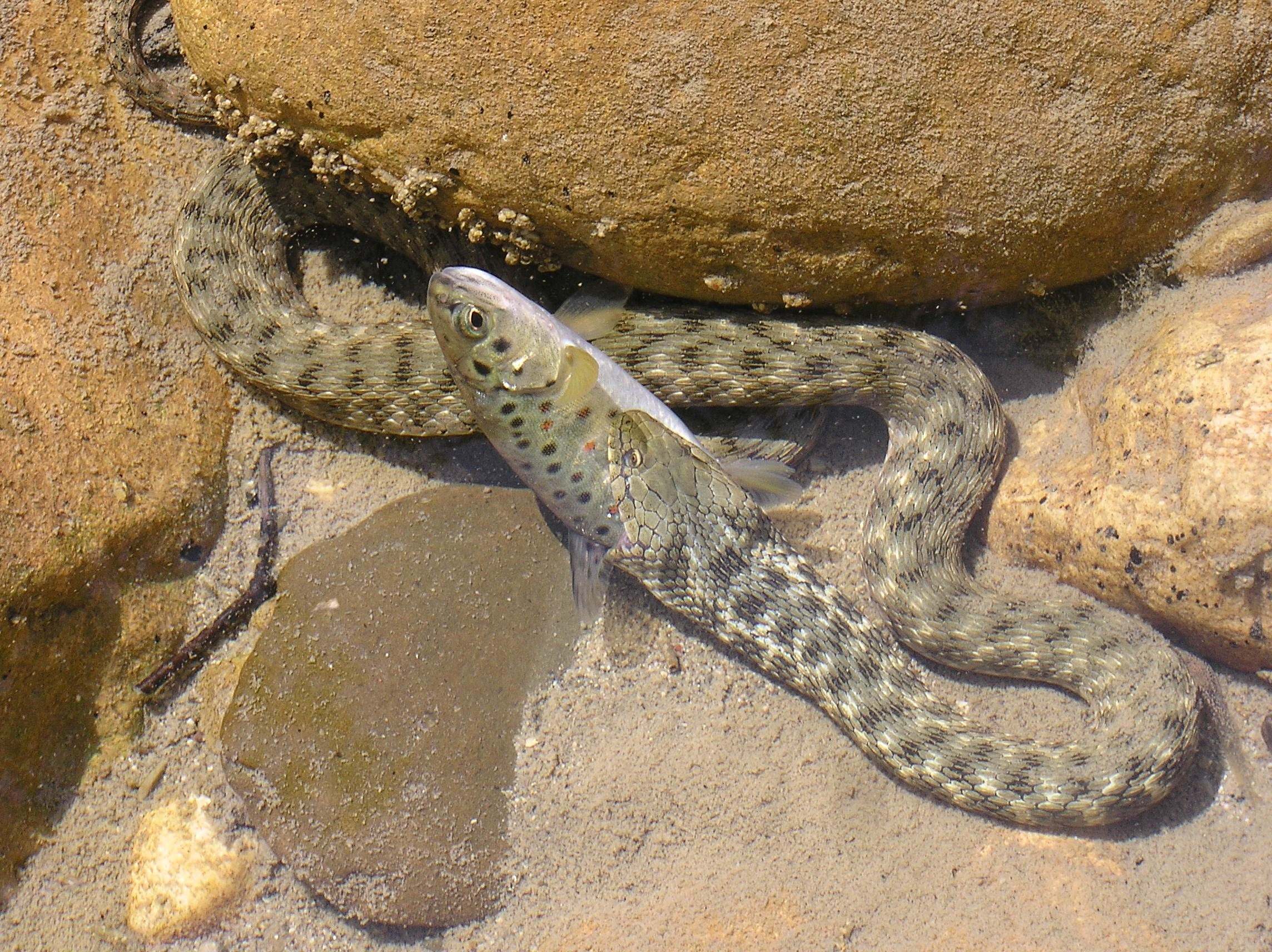 Змей азовского моря. Водяной уж (Natrix tessellata). Водяной уж и шахматная гадюка. Змея шахматная гадюка. Бычколов змея.