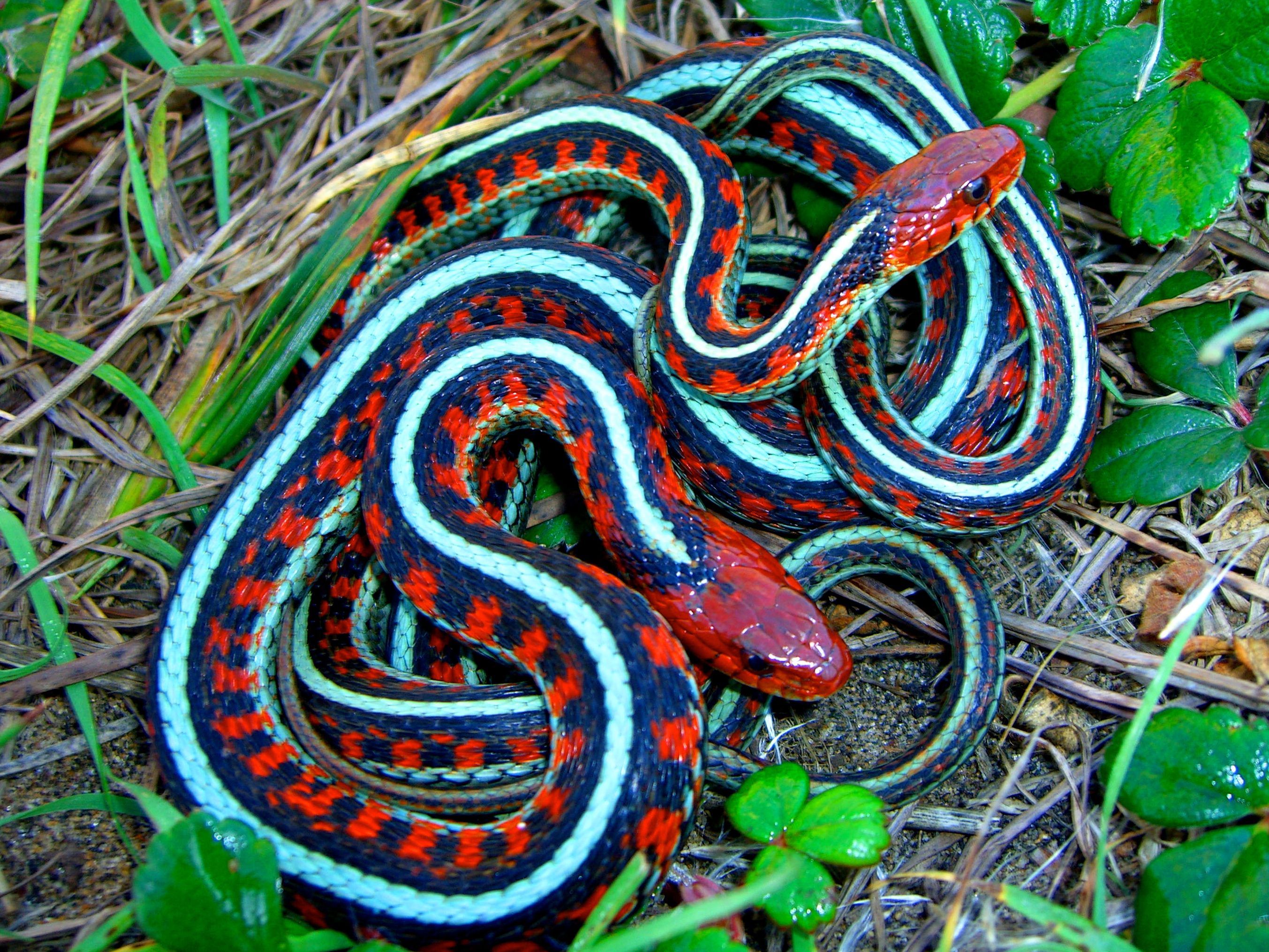 Какое название змеи. Калифорнийскаяподвязочная змеяъ. Змея огневка Сибирская. Калифорнийская Краснобокая подвязочная змея. Подвязочная змея (Thamnophis sirtalis).
