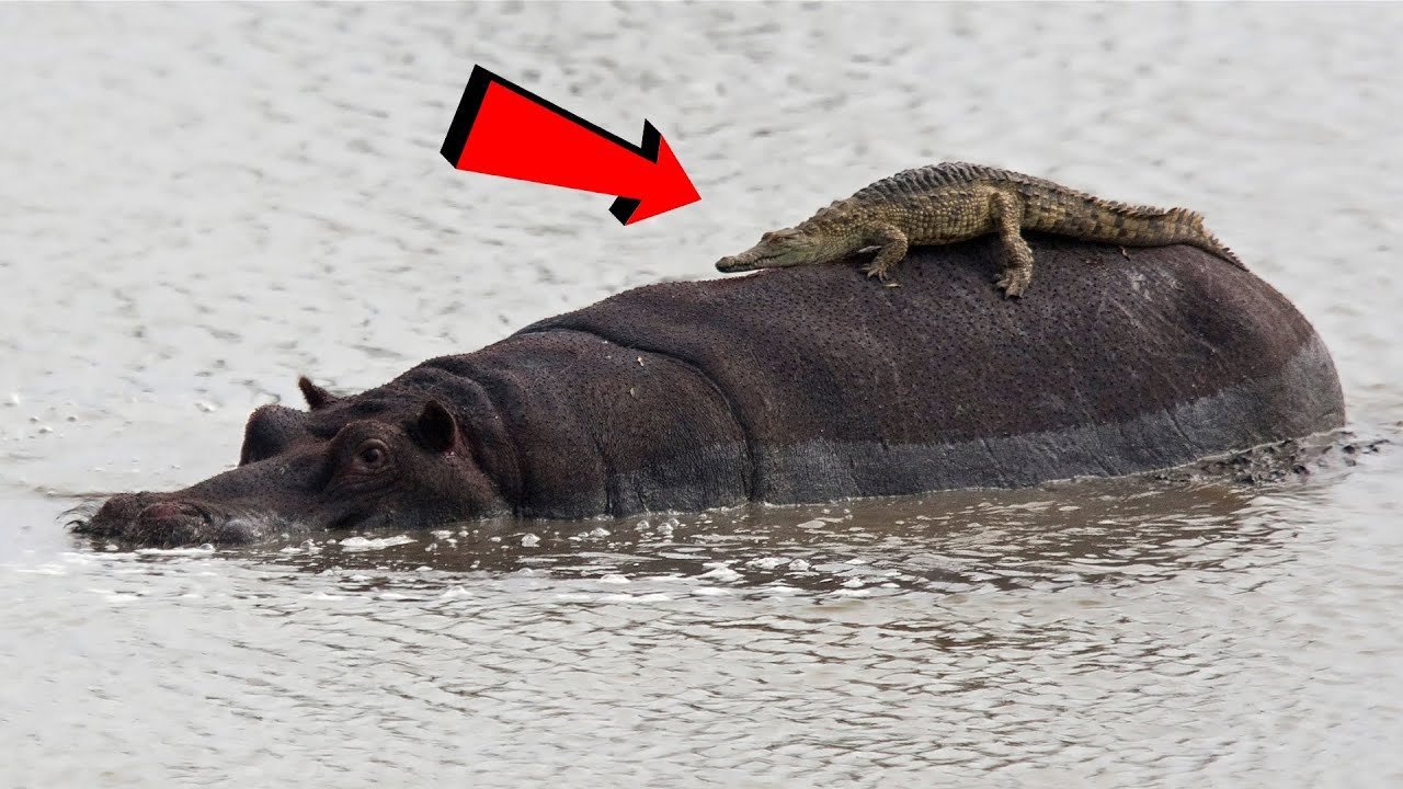 Крокодилы и лягушки какие животные. Гребнистый крокодил против бегемота. Нильский крокодил и Бегемот. Нильский крокодил против бегемота.