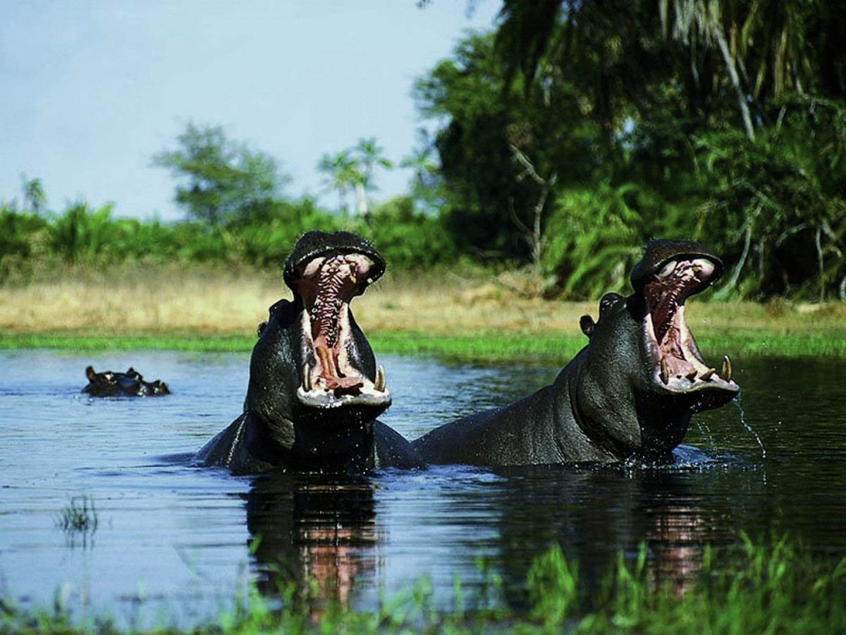 Крокодил самый опасный речной. Река Амазонка крокодилы. Гребнистый крокодил против бегемота.