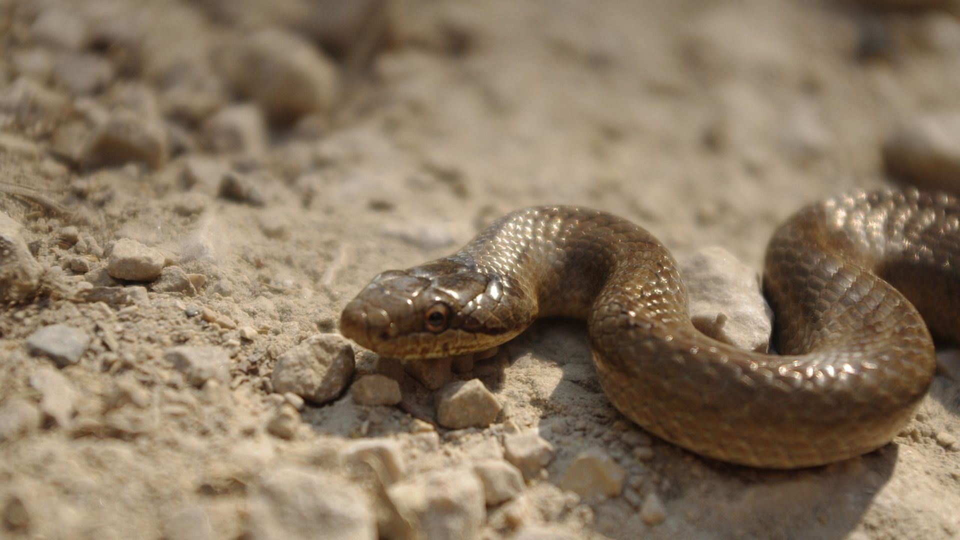 Искушение песчаного змея. Змеи песка. Песчаная змея|зерbг. Змей в Песках. Зериг Песочная змея.