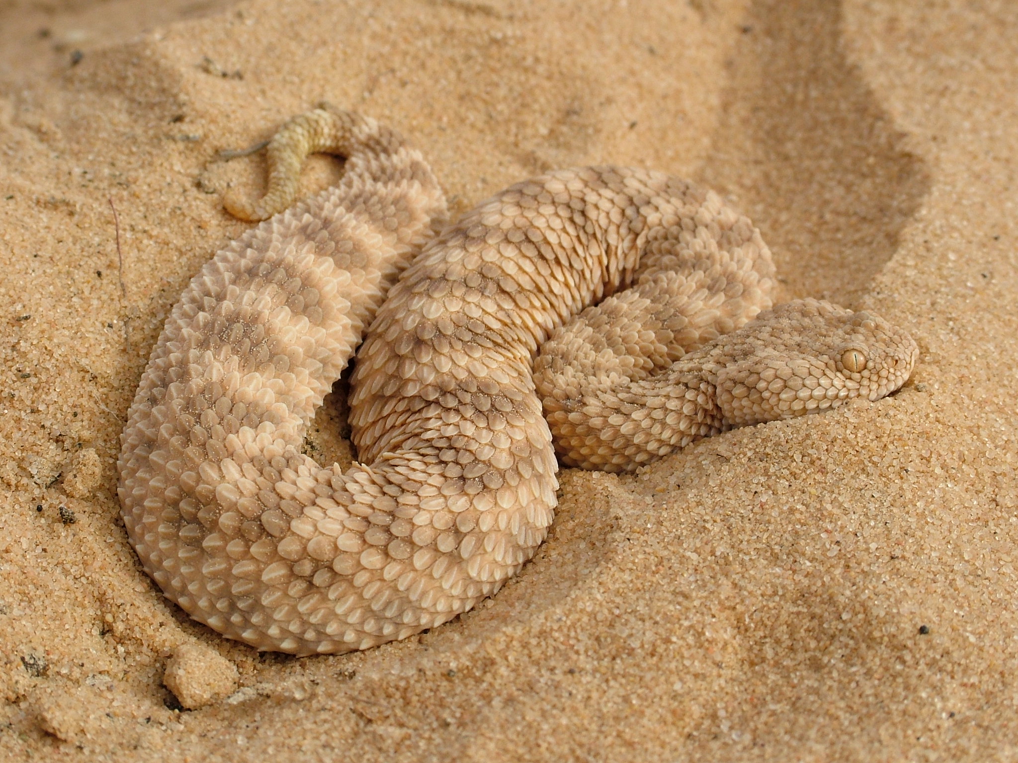 Песчаная сестрица гадюки. Змея Песчаная гадюка. Песчаная Эфа змея. Сахарская Песчаная гадюка. Рогатая Песчаная гадюка.