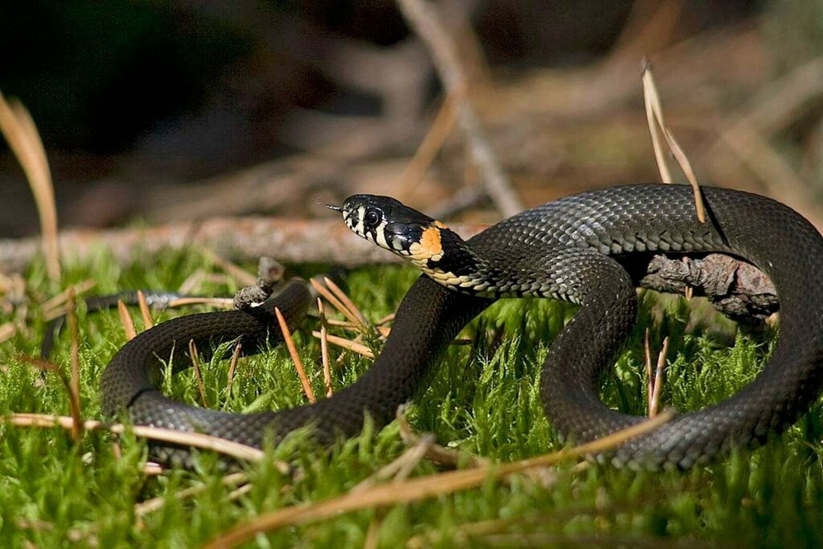 Змеи ящерицы природная зона. Обыкновенный уж Natrix Natrix. Змея уж обыкновенный. Уж обыкновенный - змея неядовитая. Обыкновенный уж (Natrix Natrix l.).