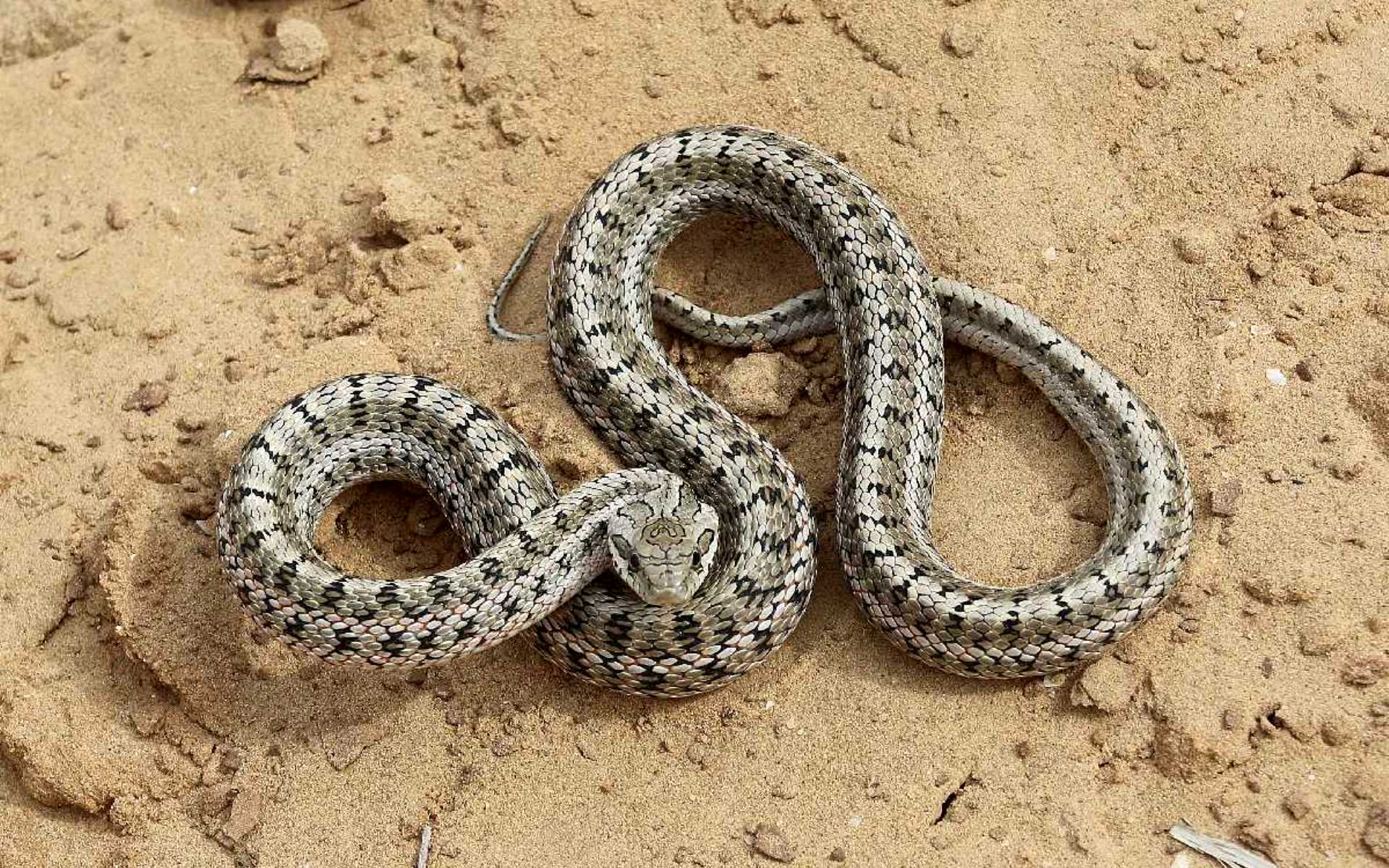 Змеи казахстана. Узорчатый полоз. Полоз узорчатый (Elaphe dione). Змея гадюка полоз Степной. Степной полоз змея.