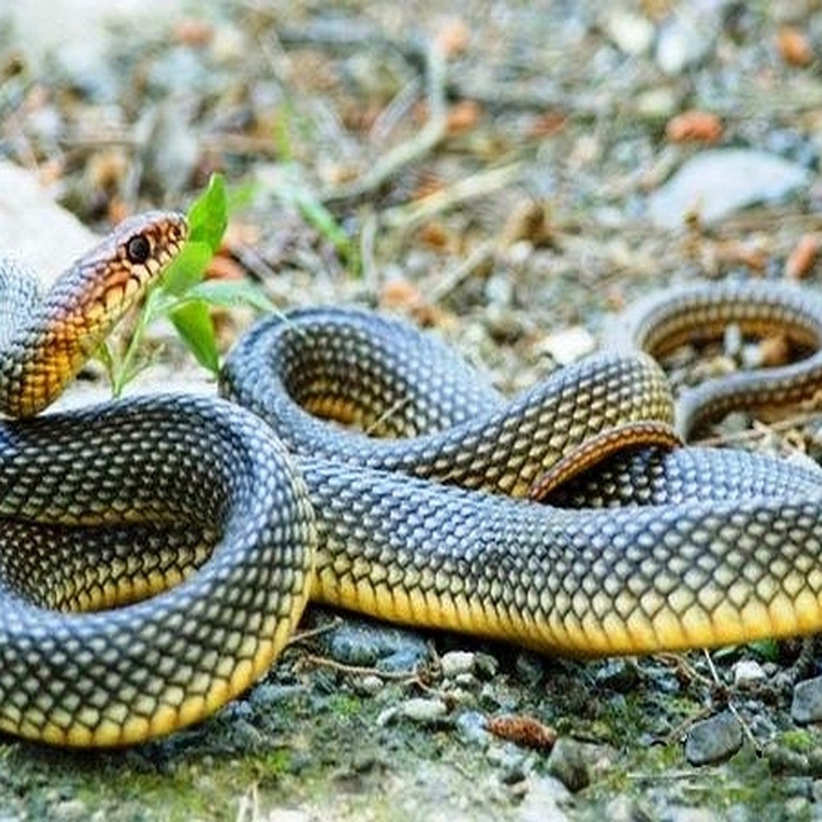 Желтобрюх змея (30 фото) - 30 фото
