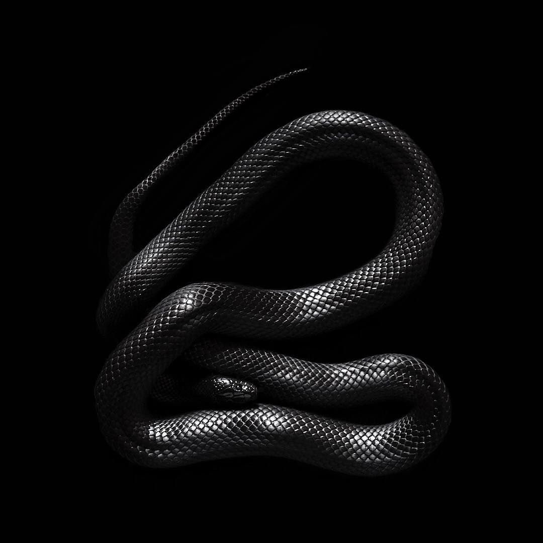 Аватарка змей. Блейк Снейк чёрная змея. Черный Аспид змея. Змеи на черном фоне. Черная змея арт.
