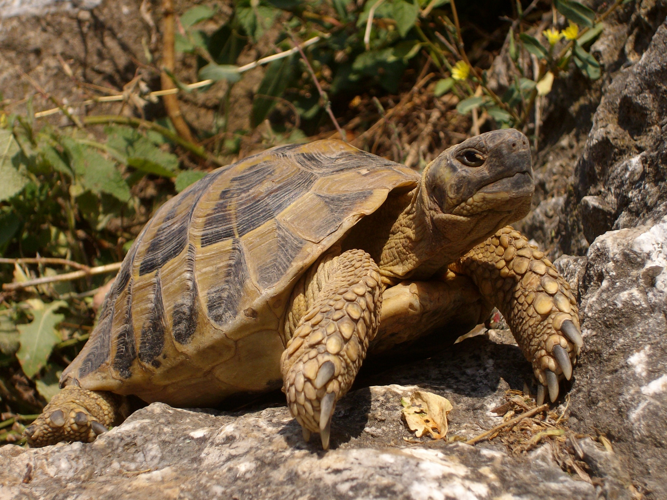 Turtle x. Среднеазиатская Степная черепаха. Среднеазиатская черепаха. Черепахи в субтропиках. Пресмыкающиеся черепахи.