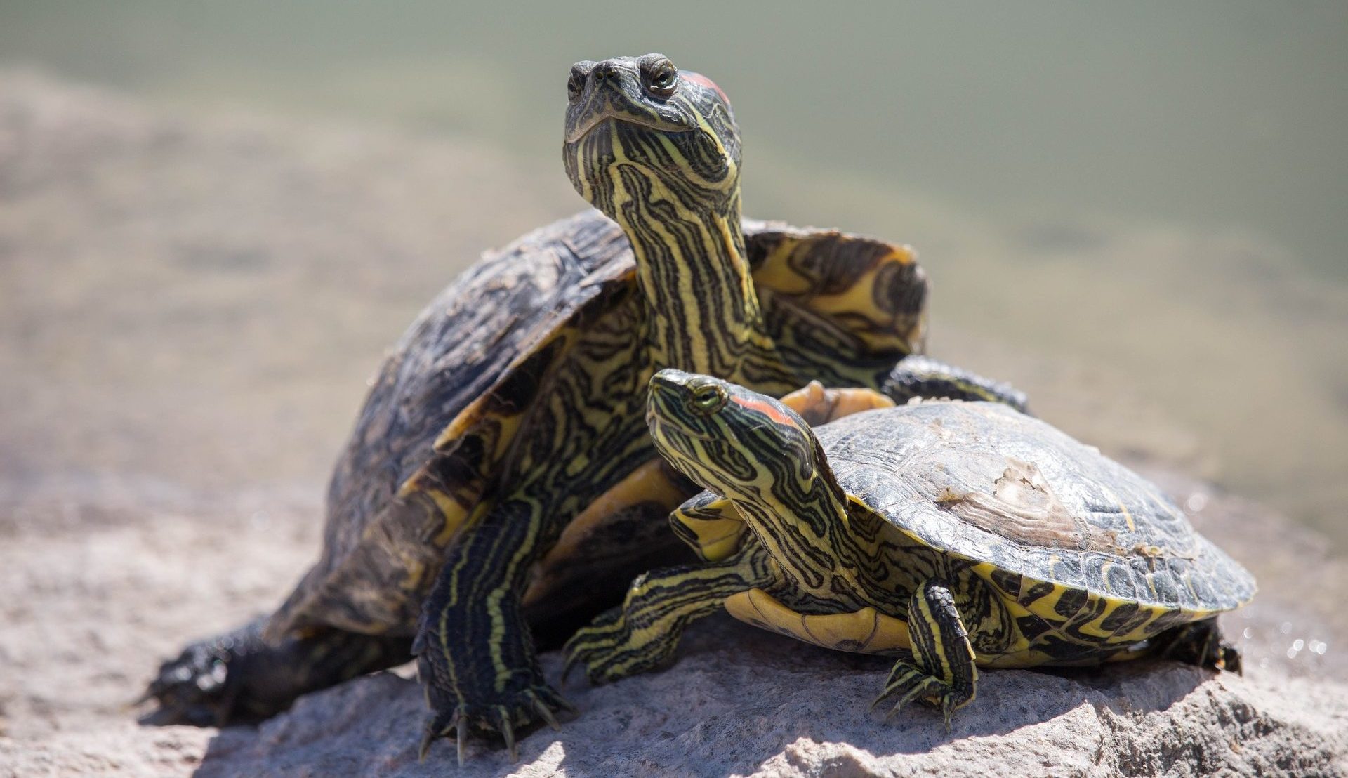 Черепахи пара. Красноухая черепаха. Пресмыкающиеся черепахи. Среднеазиатская черепаха. Черепахи в субтропиках.