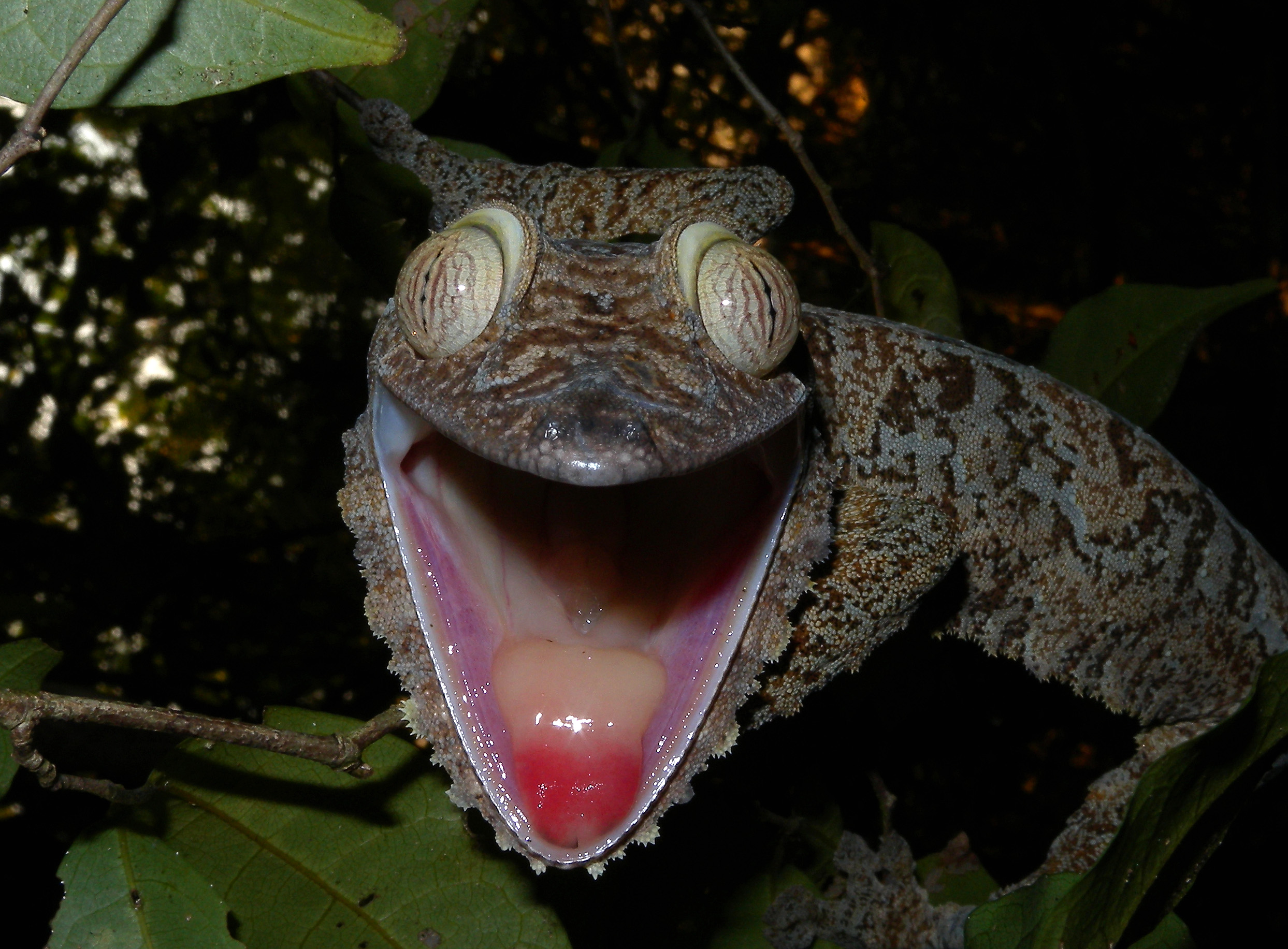 Страшные ящеры. Мадагаскарский плоскохвостый геккон. Uroplatus fimbriatus. Уроплятус фимбриатус. Эндемики Мадагаскара.