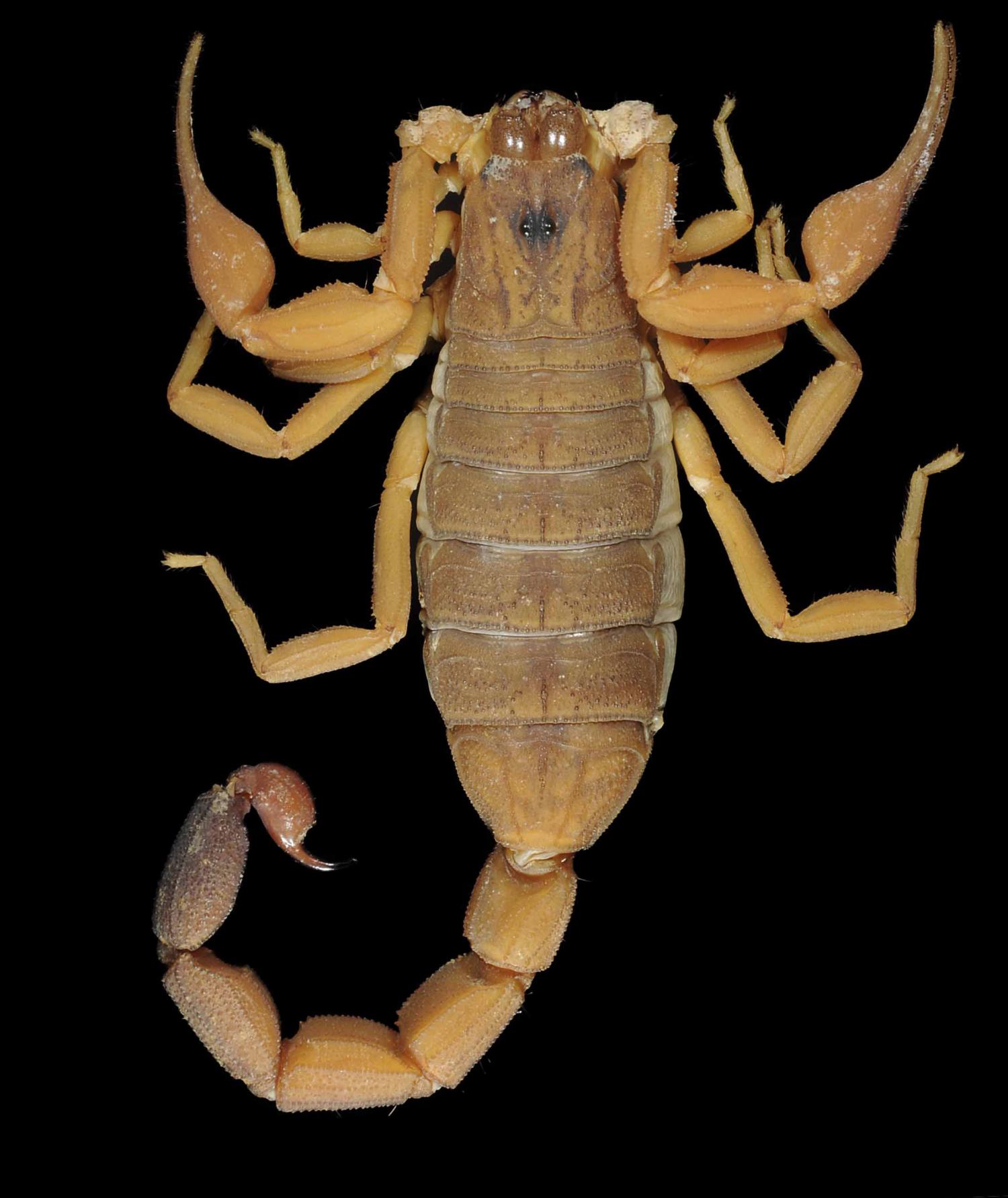 Scorpion tail. Rhopalurus junceus. Rhopalurus junceus Скорпион. Хвост скорпиона. Императорский Скорпион.