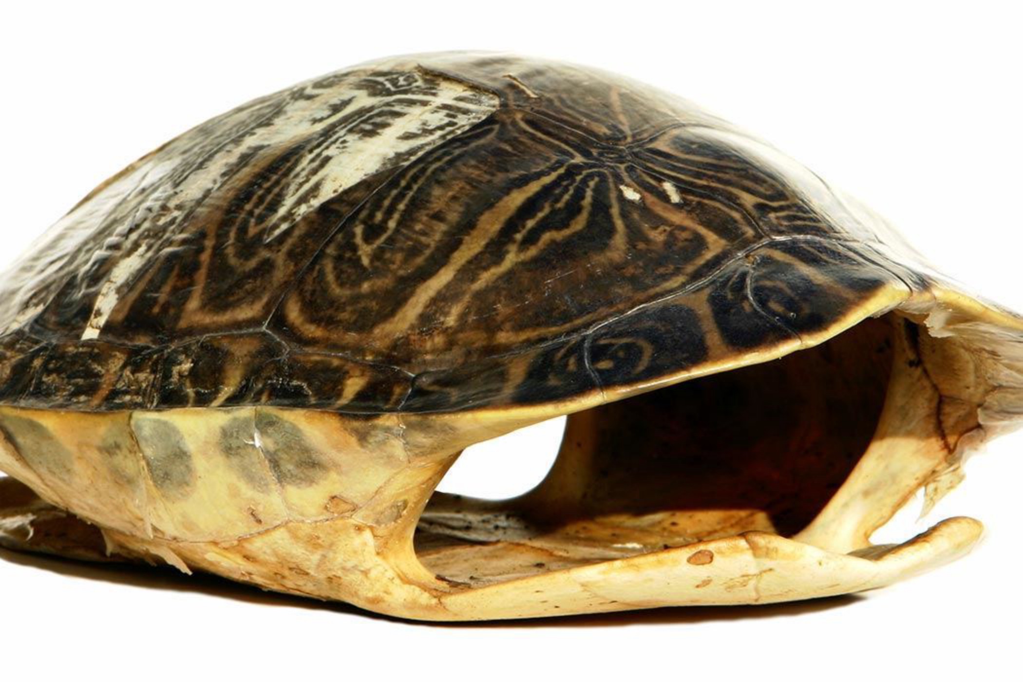 Turtle shell. Черепаха карапакса. Панцирь черепахи. Карапакс у черепахи что это. Черепаший панцирь.