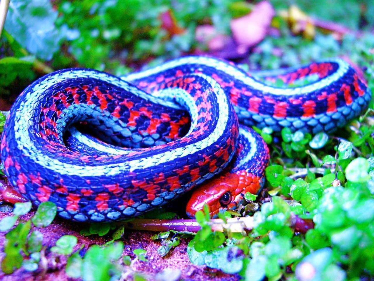 Синяя змейка. Калифорнийская подвязочная змея. Подвязочная змея (Thamnophis sirtalis). Королевская ошейниковая змея. Калифорнийская подвязочная змея ядовитая.
