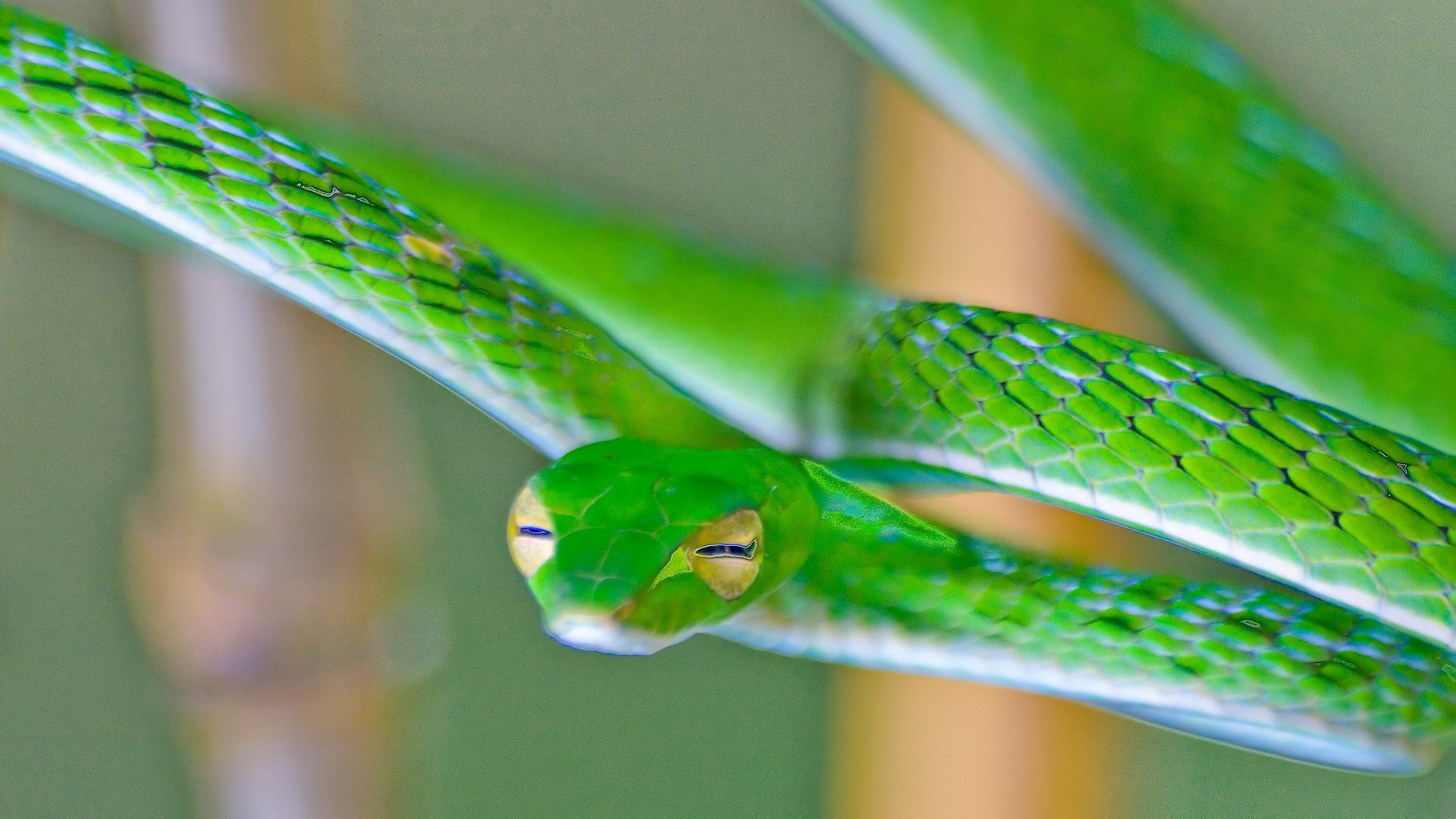 Тонкая змейка. Виноградная змея (длиннорылая плетевидка). Травянисто-зелёная плетевидка. Плетевидная зеленая змея. Большеглазый полоз.