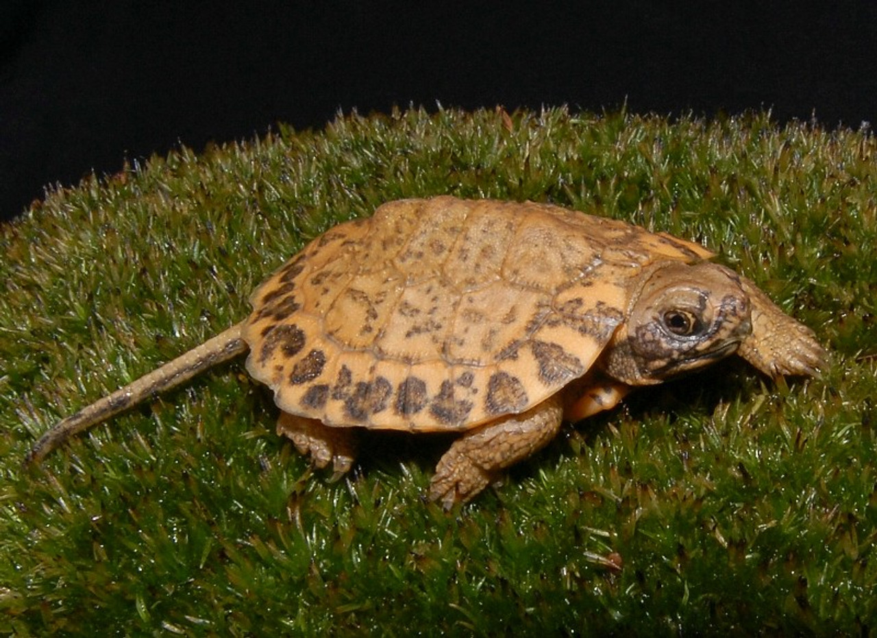 Turtle отзывы. Каспийская черепаха. Прикаспийская черепаха. Каспийская Болотная черепаха. Черепах mauremys caspica (Каспийская черепаха).
