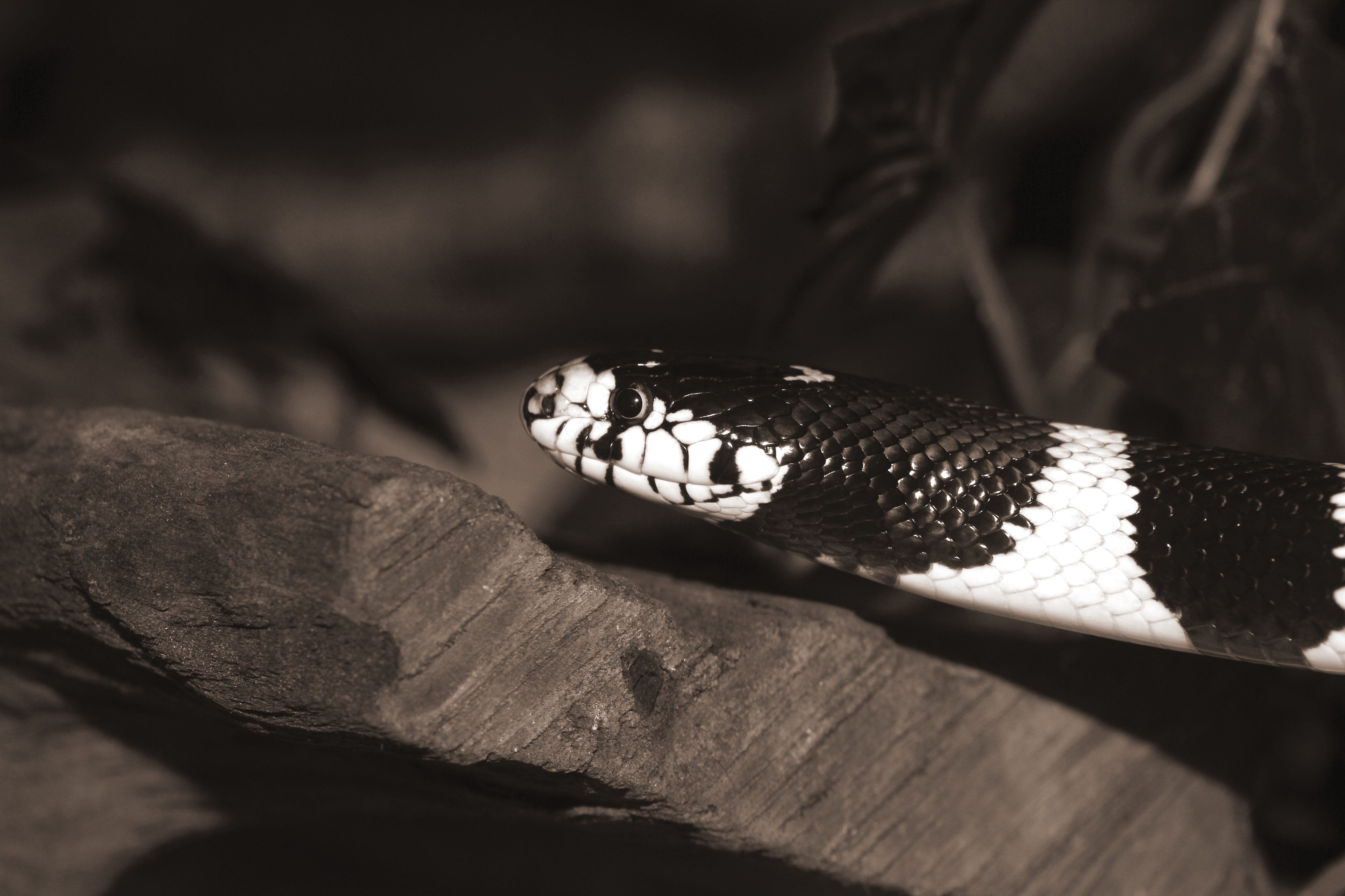 Цепная королевская змея. Калифорнийская Королевская змея. Lampropeltis getulus californiae.