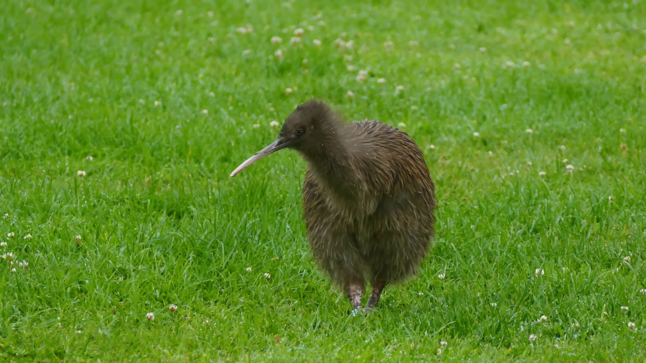 Киви зеландия. Киви-киви птица. Нелетающие птицы киви. Новая Зеландия киви. Птица киви в Австралии.
