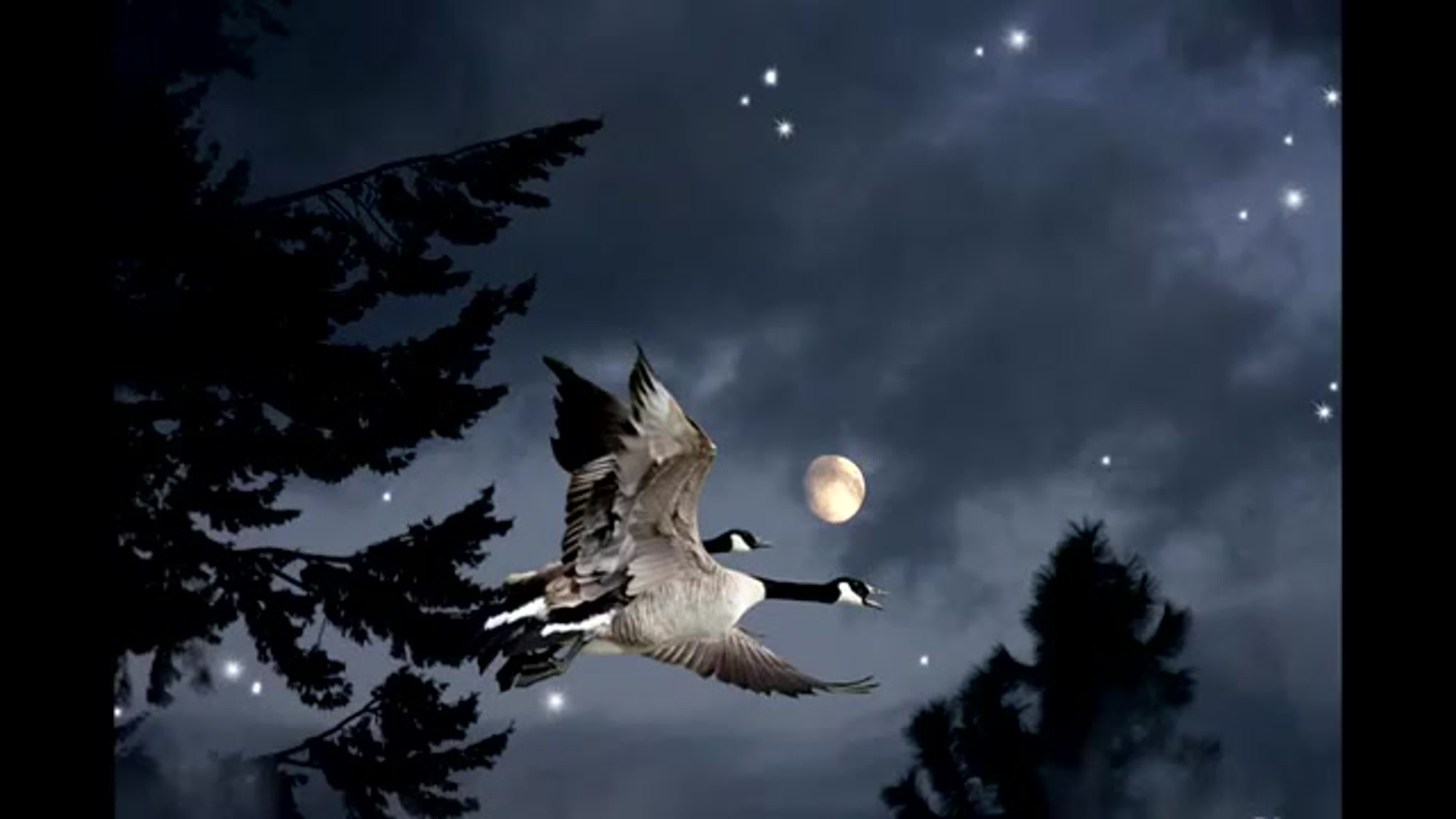 Ночная жизнь птиц