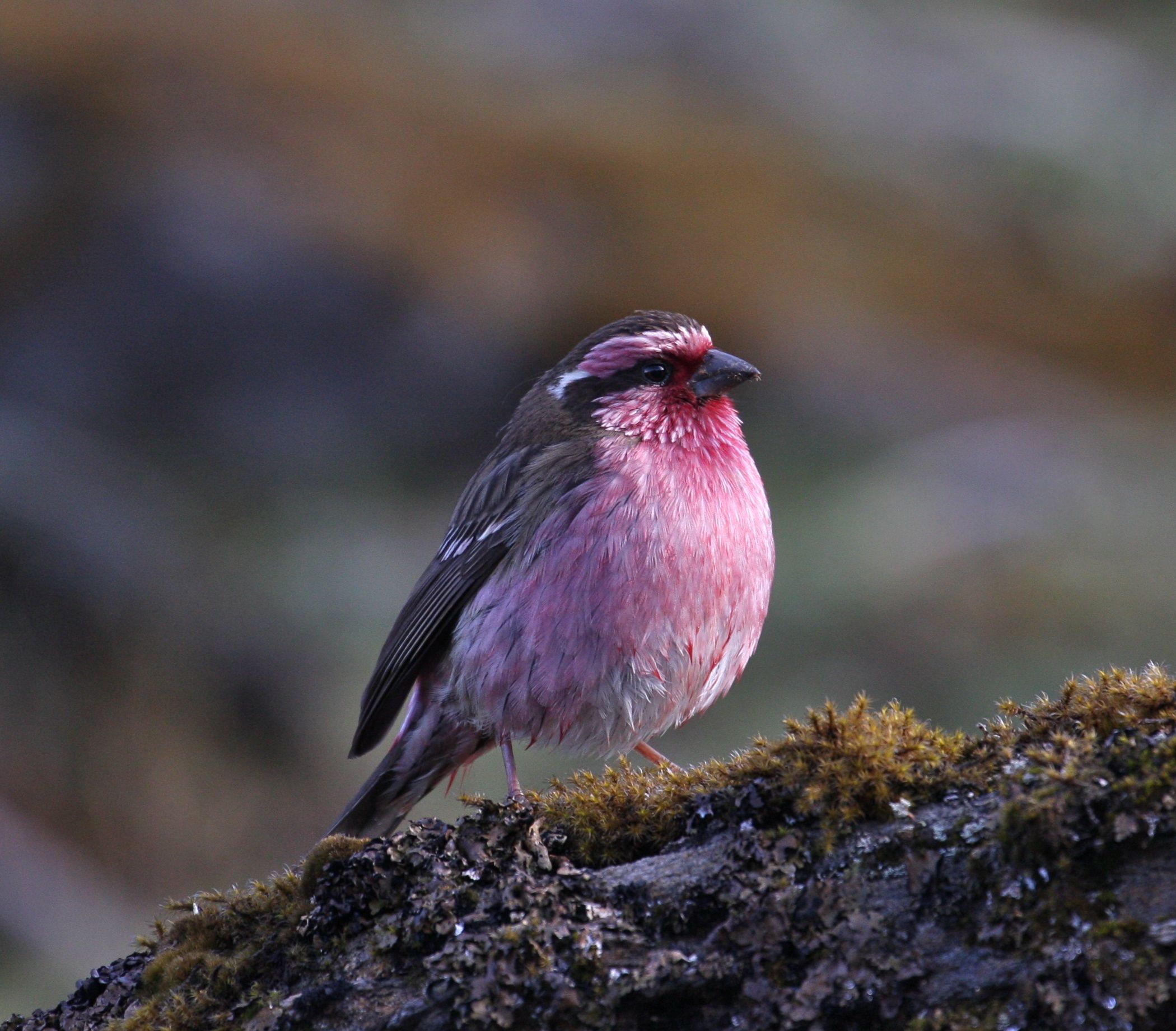 Птица 21 года. Розовая птица. Птичка розовый. Птичка с розовой спиной. Горная птица с розовой шеей.