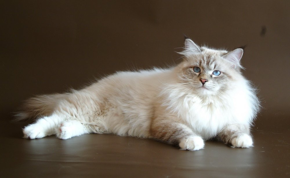 Сибирская маскарадная кошка (33 фото) - 33 фото