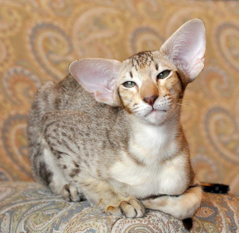 Ушастый кот порода (29 фото) - 29 фото