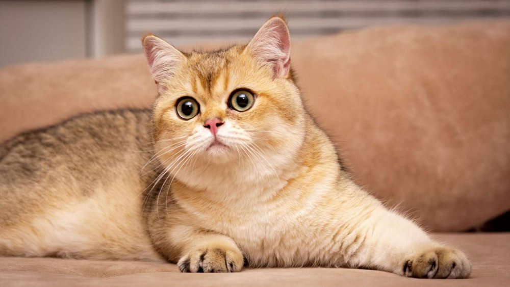 Золотая шиншилла (британская): описание породы кошек, внешний вид и фото | ZOODOM