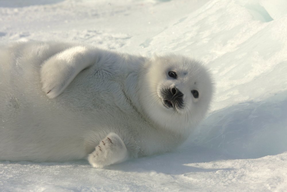 Тюлень gif. Seal gif. Silly Seal.