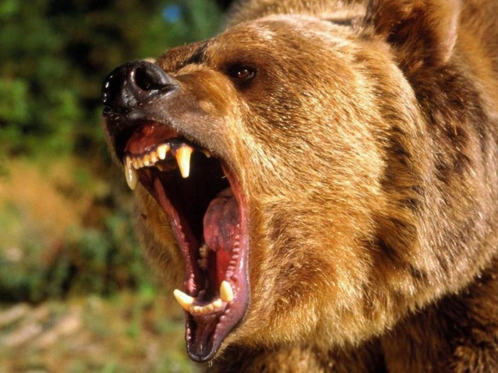 Разъярил медведя. Бурый медведь нападение Гризли. Медведь Гризли нападение Росомаха. Медведь Гризли нападение. Медведь Гризли злой нападение.