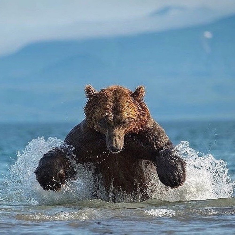 Сибирский бурый медведь Камчатский бурый медведь. Бурый медведь Камчатки. Бурый медведь дальнего Востока. Медведь Гризли.