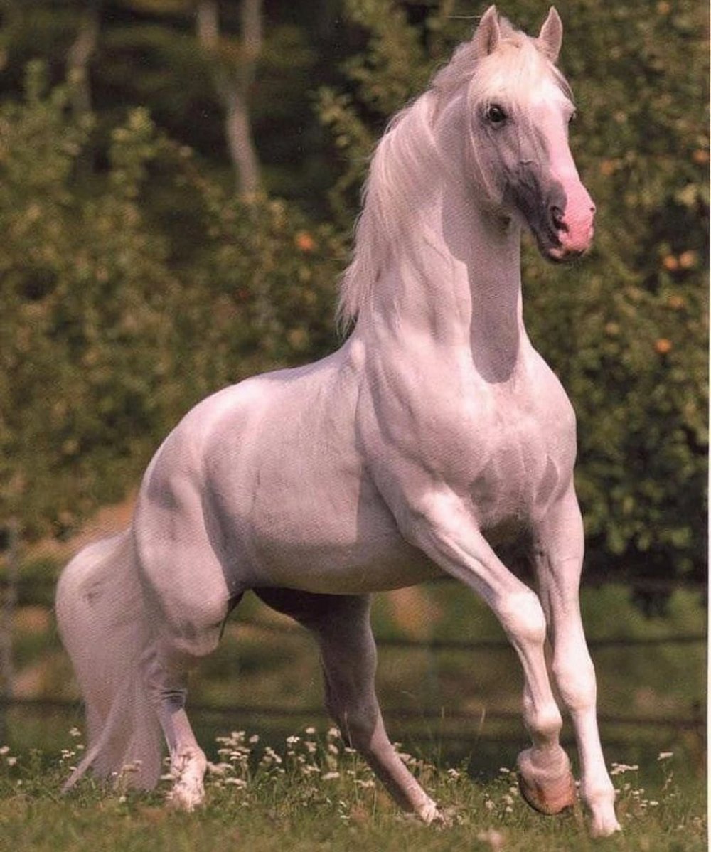 Розовые кони видео. Красивые лошади. Розовый конь. Лошадка розовый. Белая лошадь.