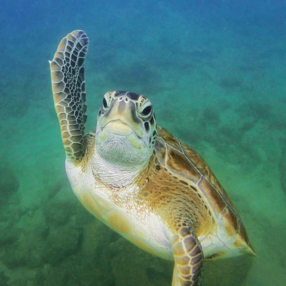 Морская черепаха. Зеленая суповая черепаха. Морские черепахи черепахи. Черепахи на Багамах. Ласты черепахи