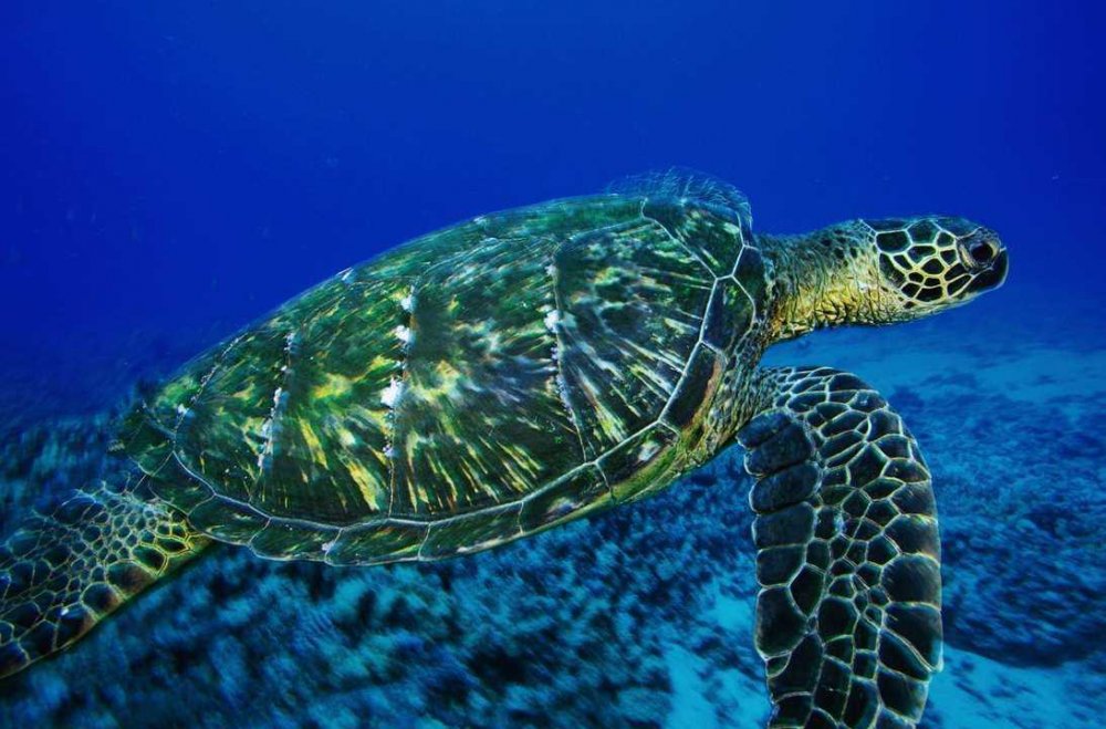 Какие черепахи относятся к морским. Черепаха пеломедуза. Морская черепаха. Зеленая черепаха Куба. Кубинская морская черепаха.