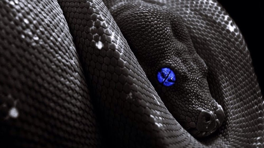 Змея черный камень. Черные змеи. Черная змея с красными глазами. Черно синяя змея. Черная змея с голубыми глазами.