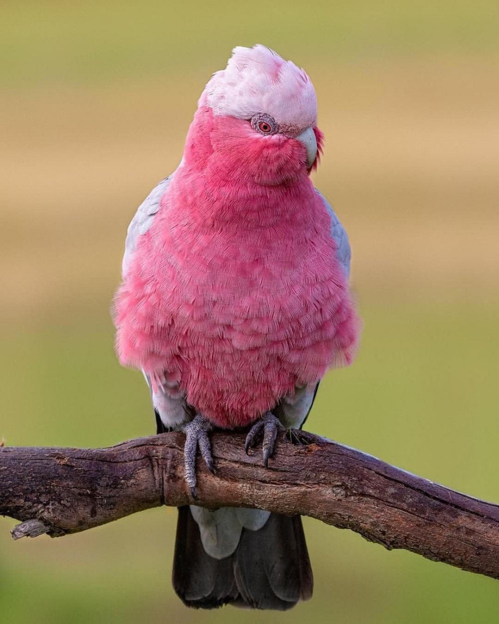 Розовая птица. Птичка розовый. Птица с розовой шеей. Розово-зеленая птица.