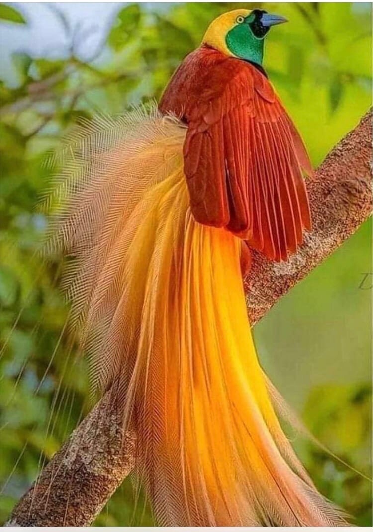 Большая Райская птица Австралии